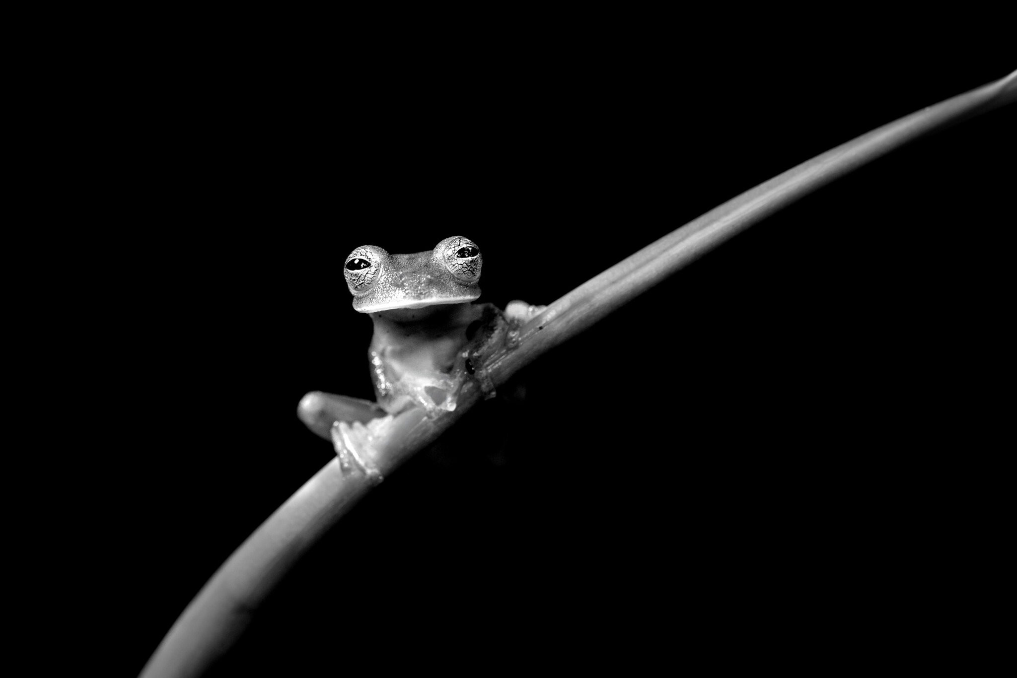 Red-eyed Tree Frog.jpg