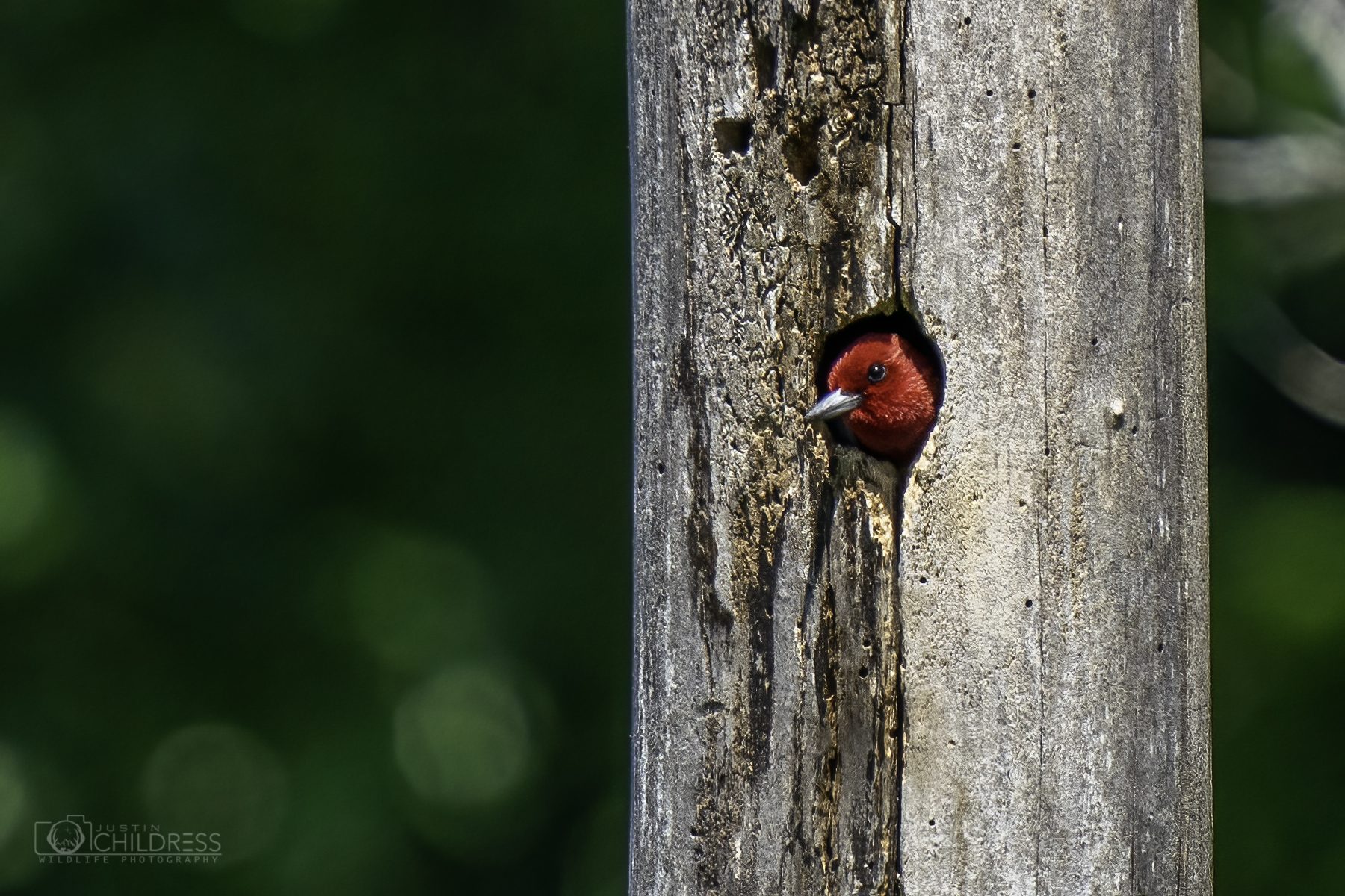 Red-Headed Woodpecker