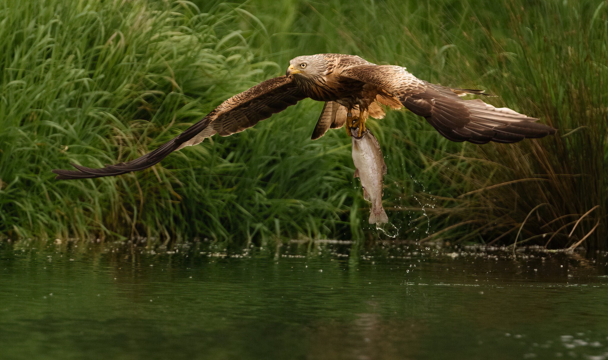 Red Kite.jpg