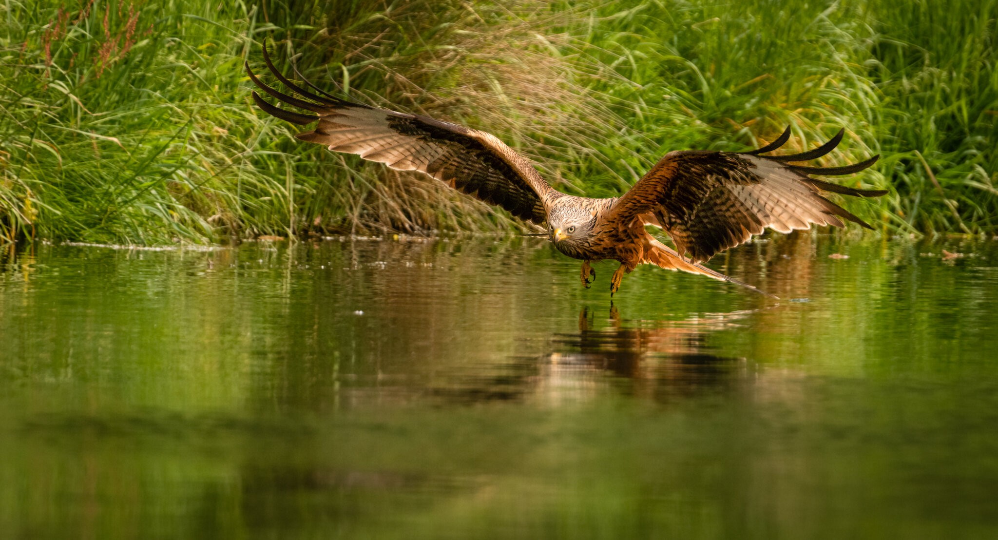 Red Kite Milvus Milvus_-2.jpg