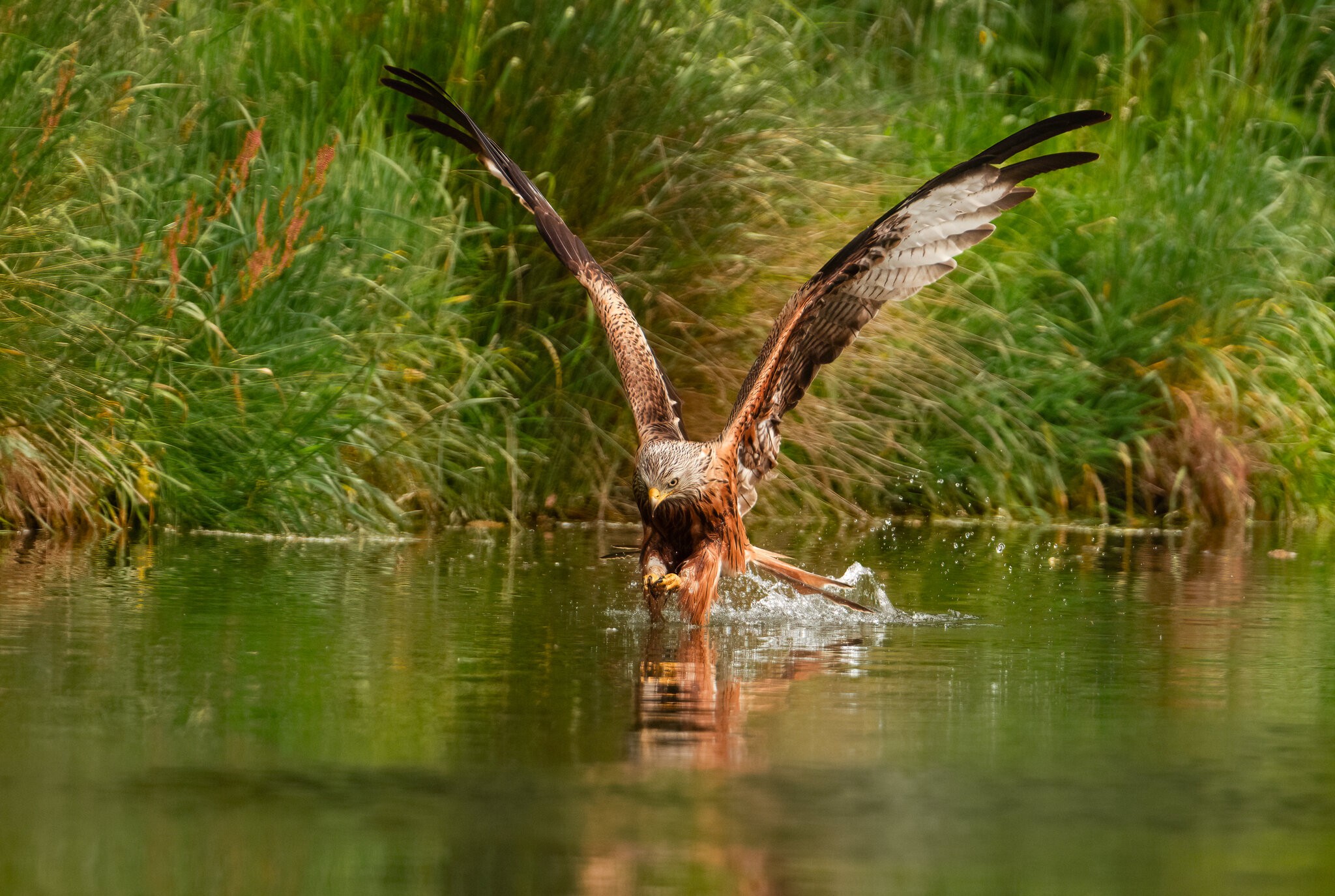 Red Kite Milvus Milvus_-4.jpg