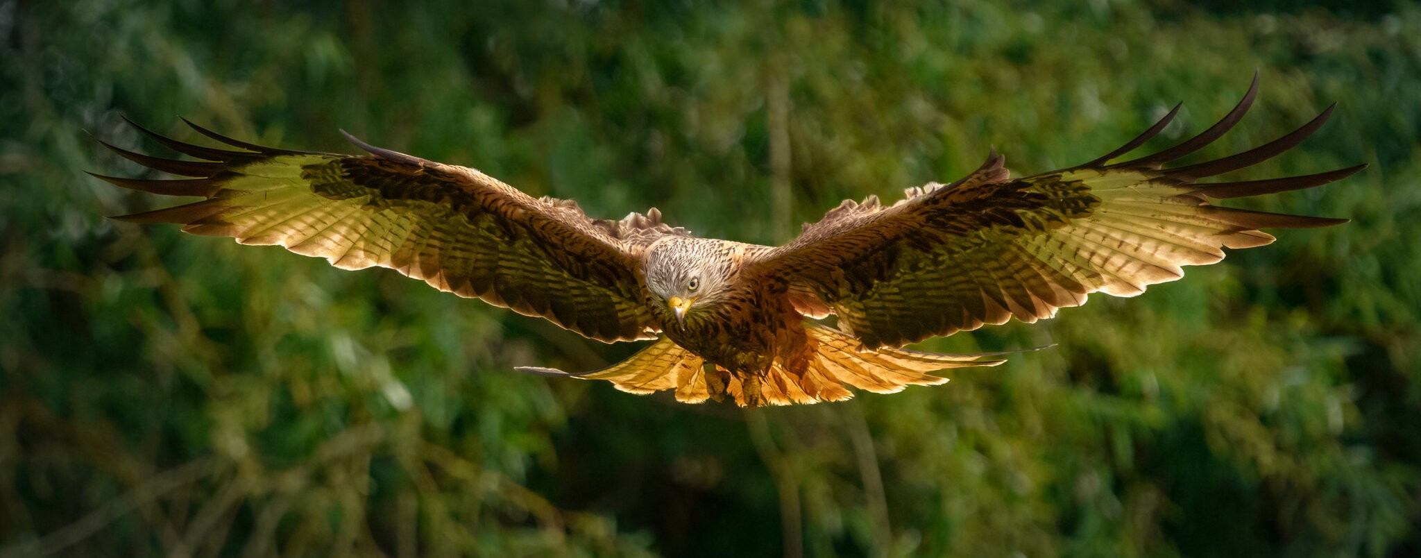 Red Kite Milvus Milvus_-6.jpg