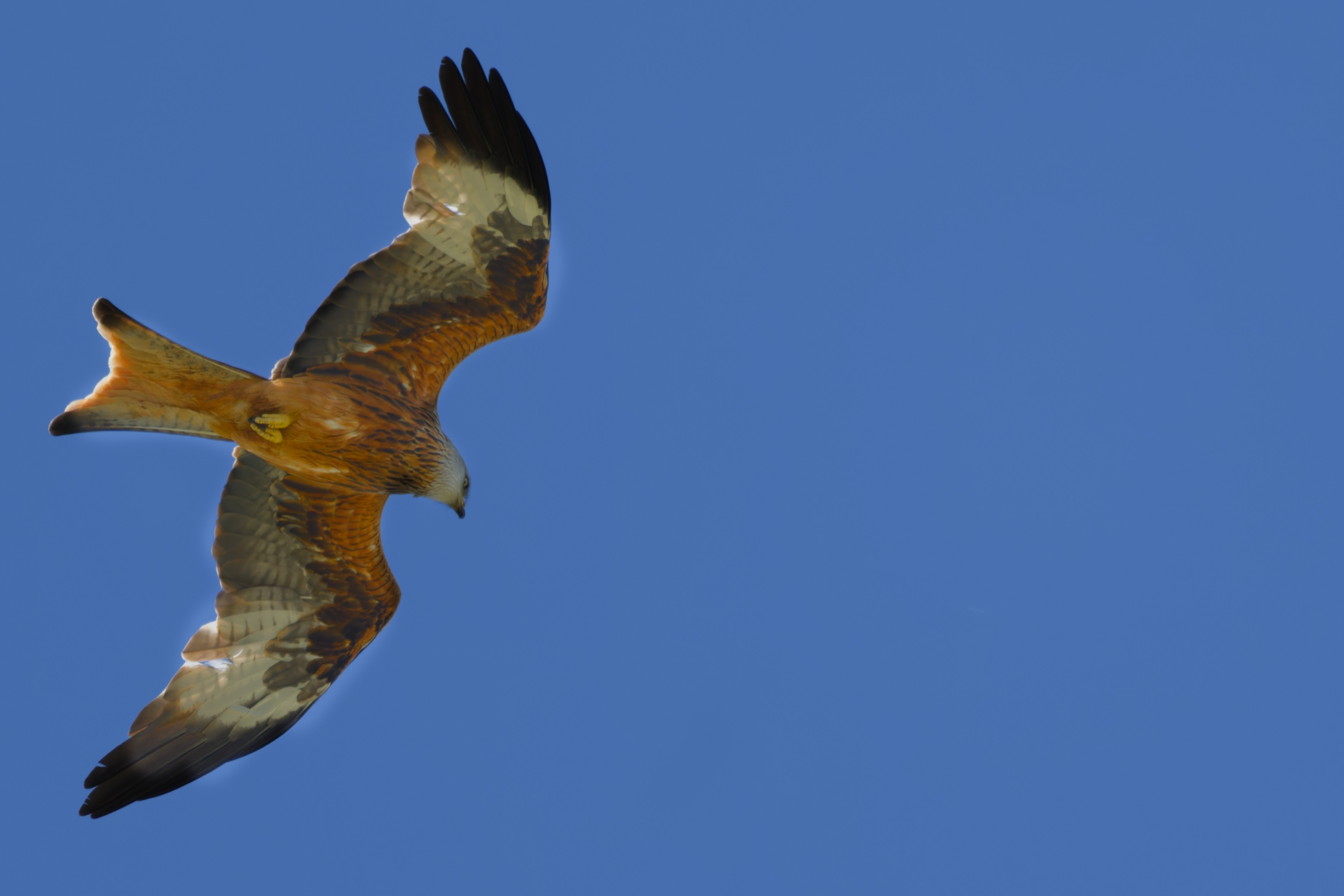 Red Kite