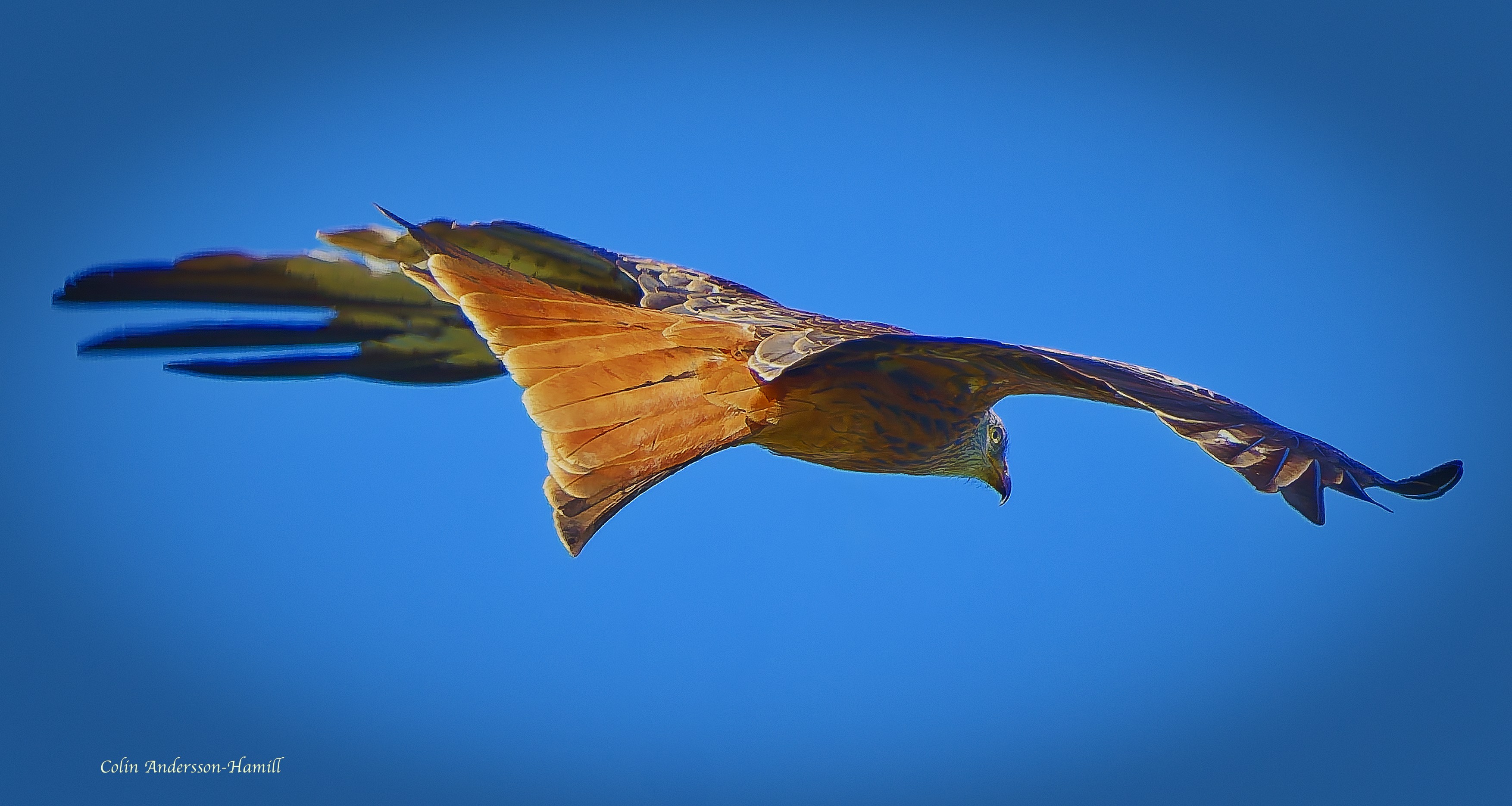 Red Kite