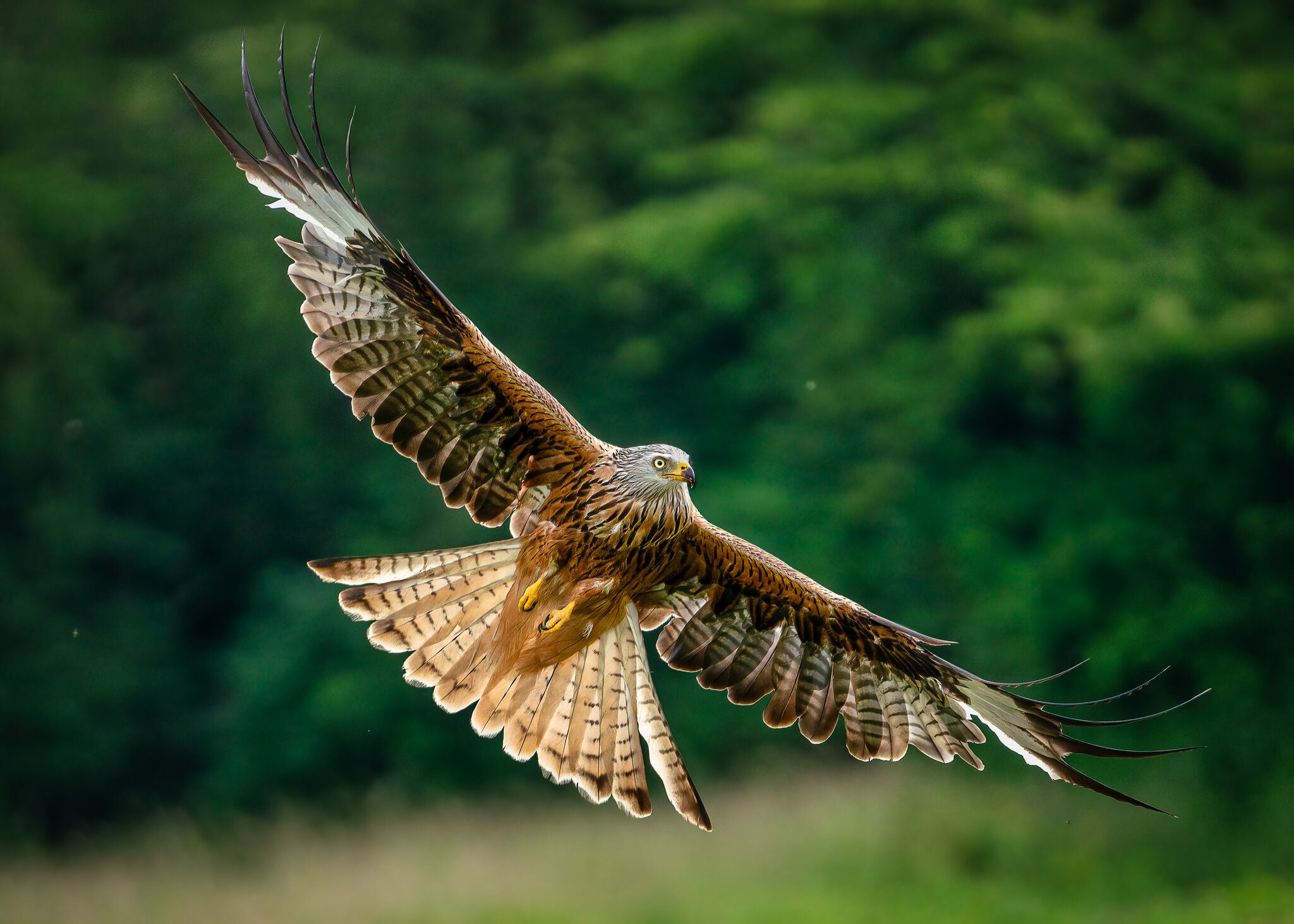 Red Kites Milvus  (203 of 462)-Edit.jpg