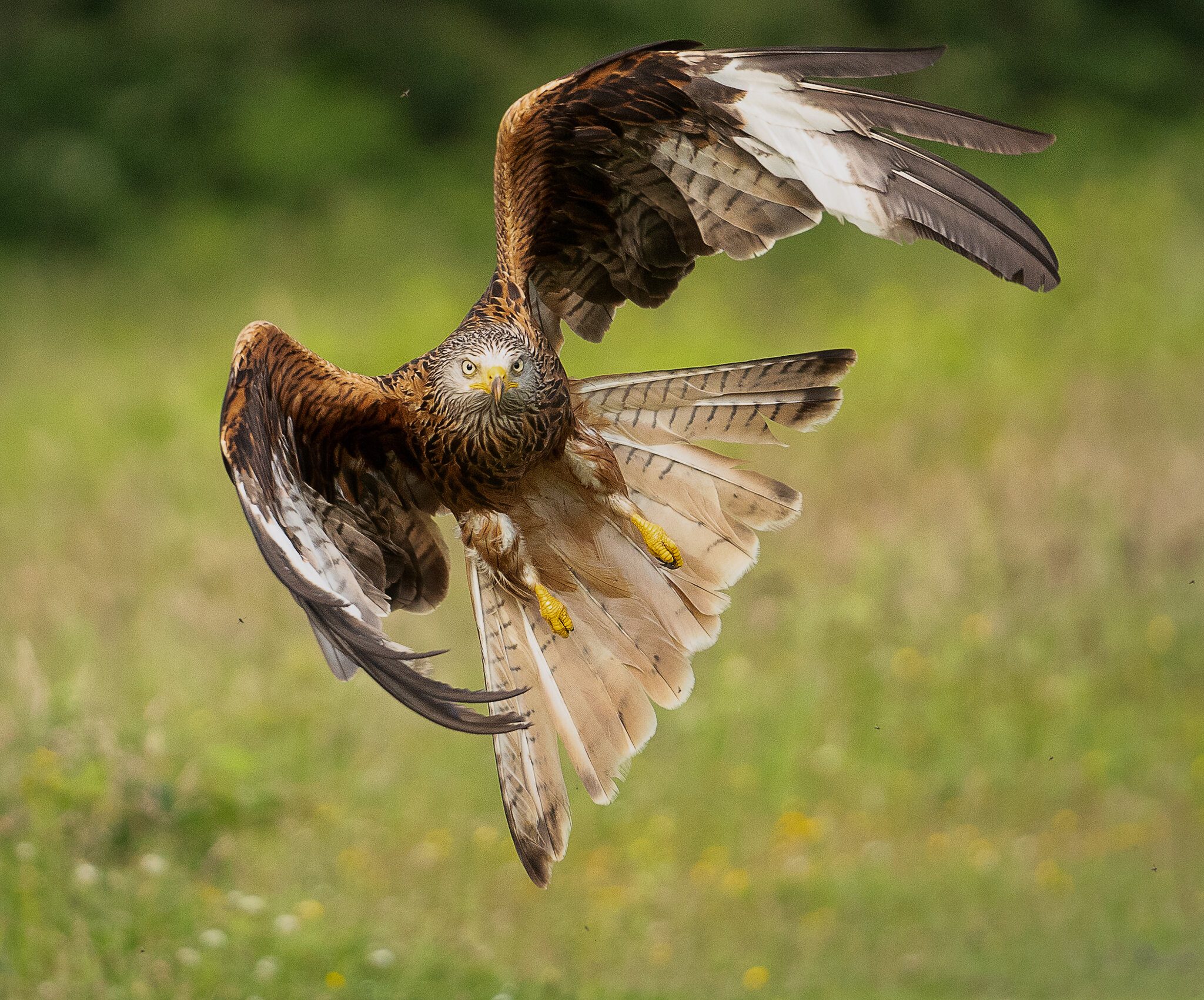 Red Kites Milvus Milvus (178 of 272)-Edit.jpg