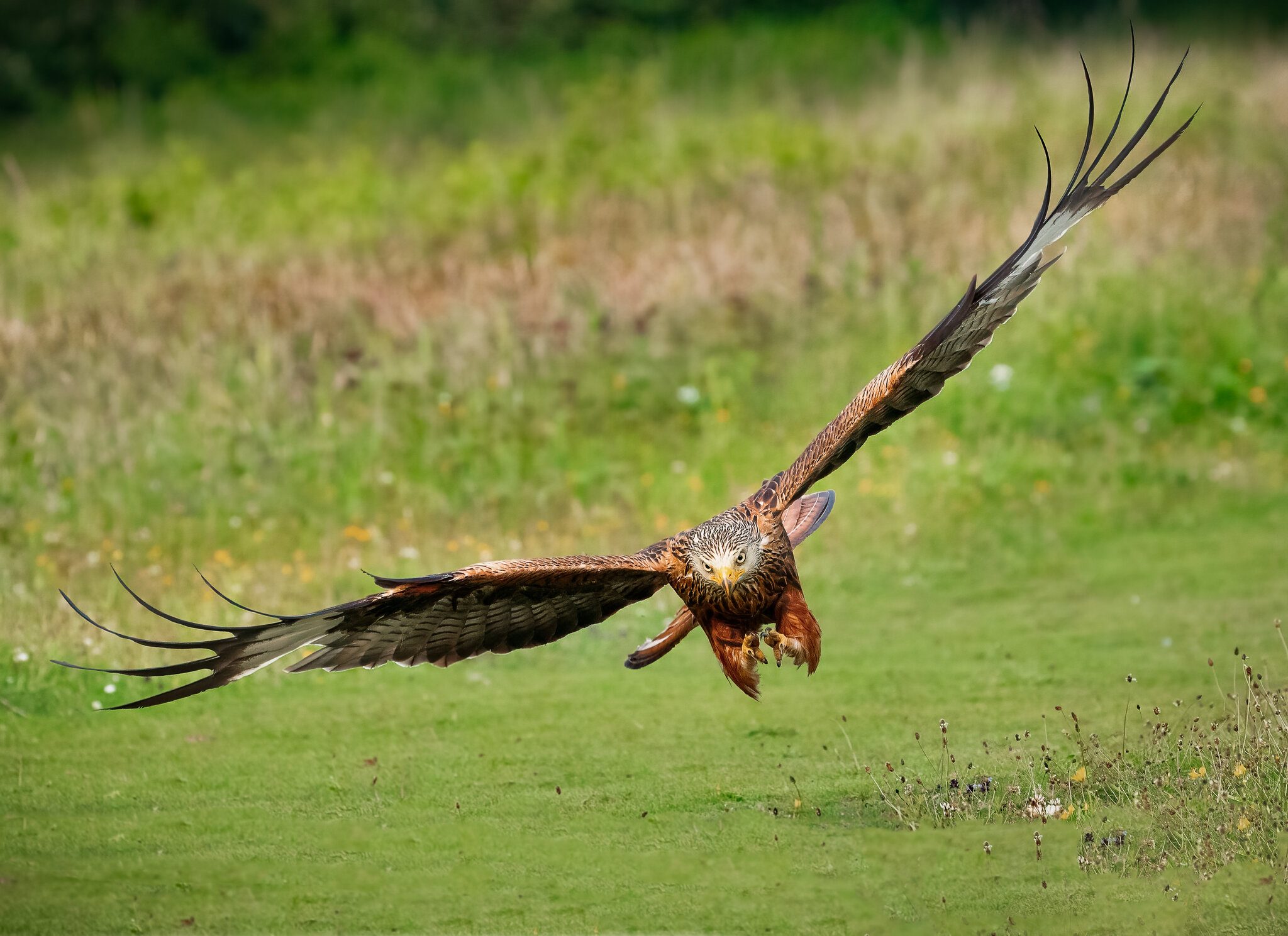 Red Kites Milvus Milvus (256 of 272).jpg