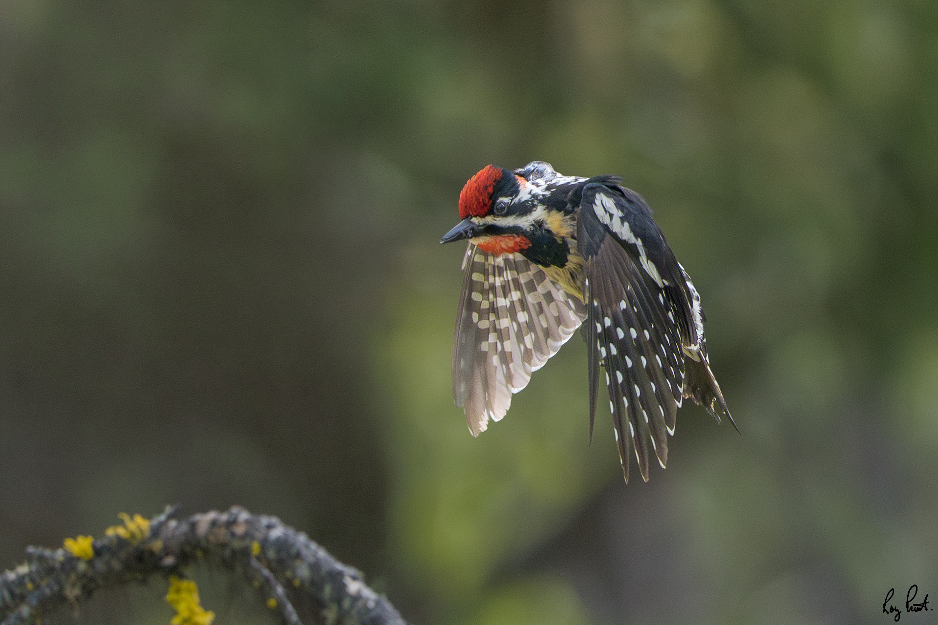 Red-naped-Sapsucker-7452.jpg