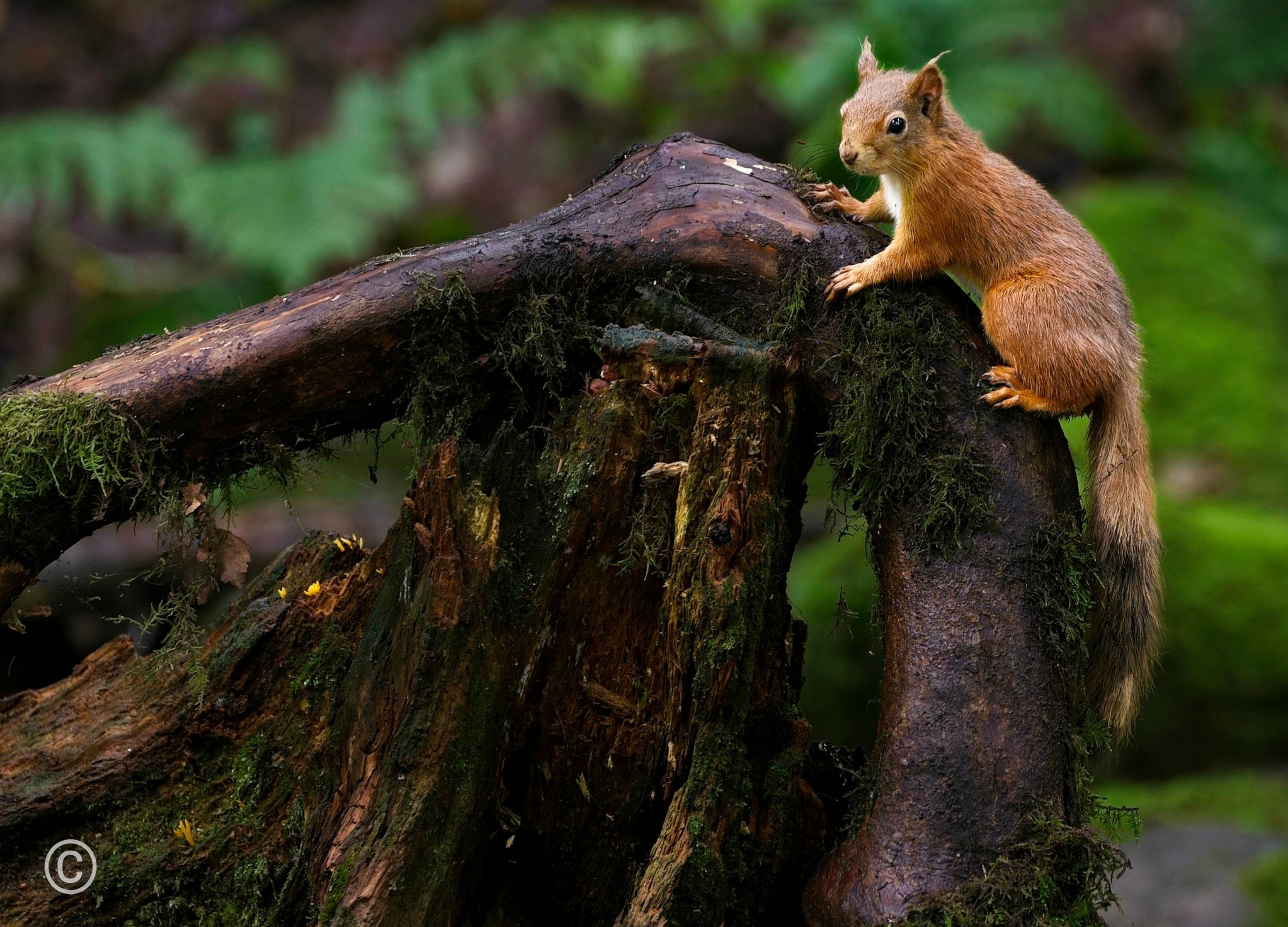 Red on Wood.jpg