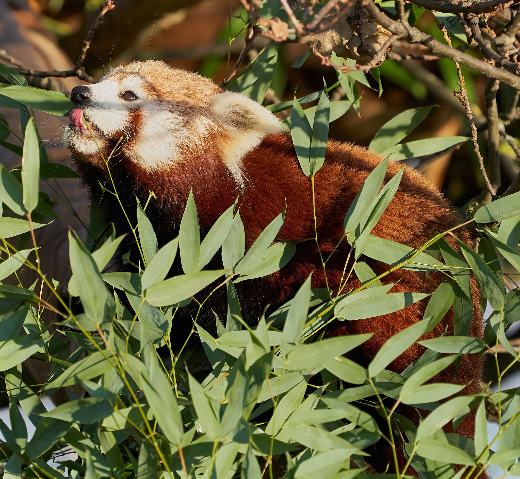 red panda  2020 1.jpg