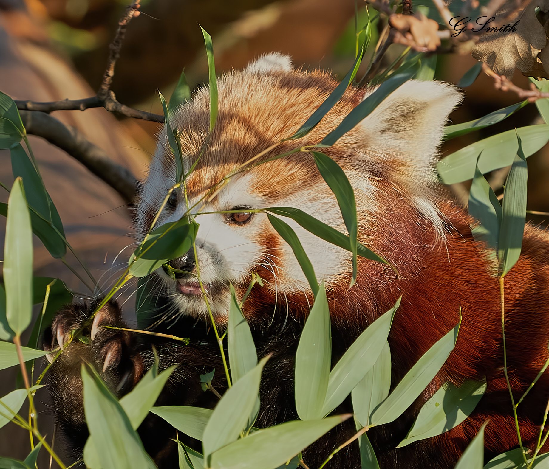 red panda  2020 2.jpg