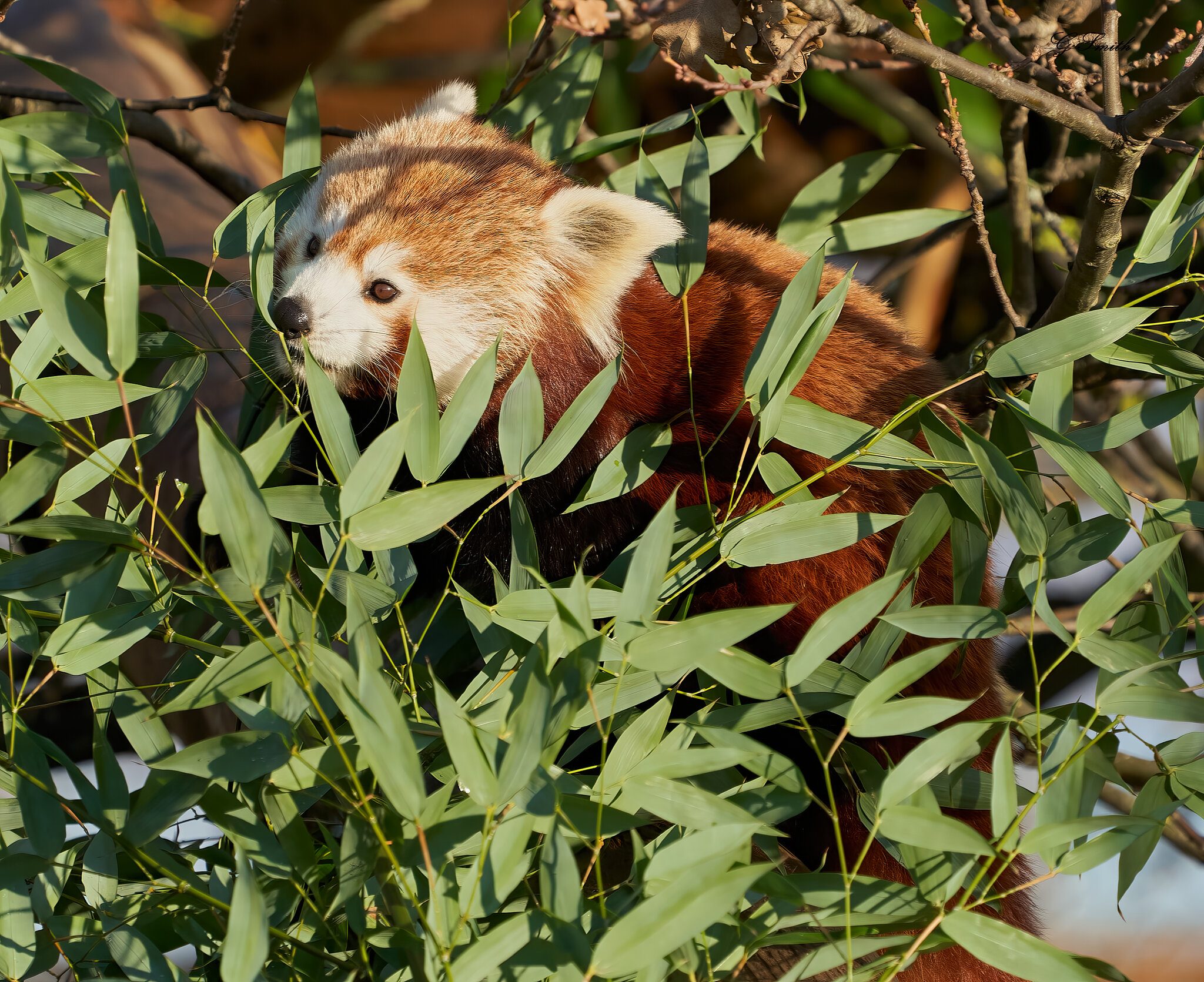 red panda  2020.jpg