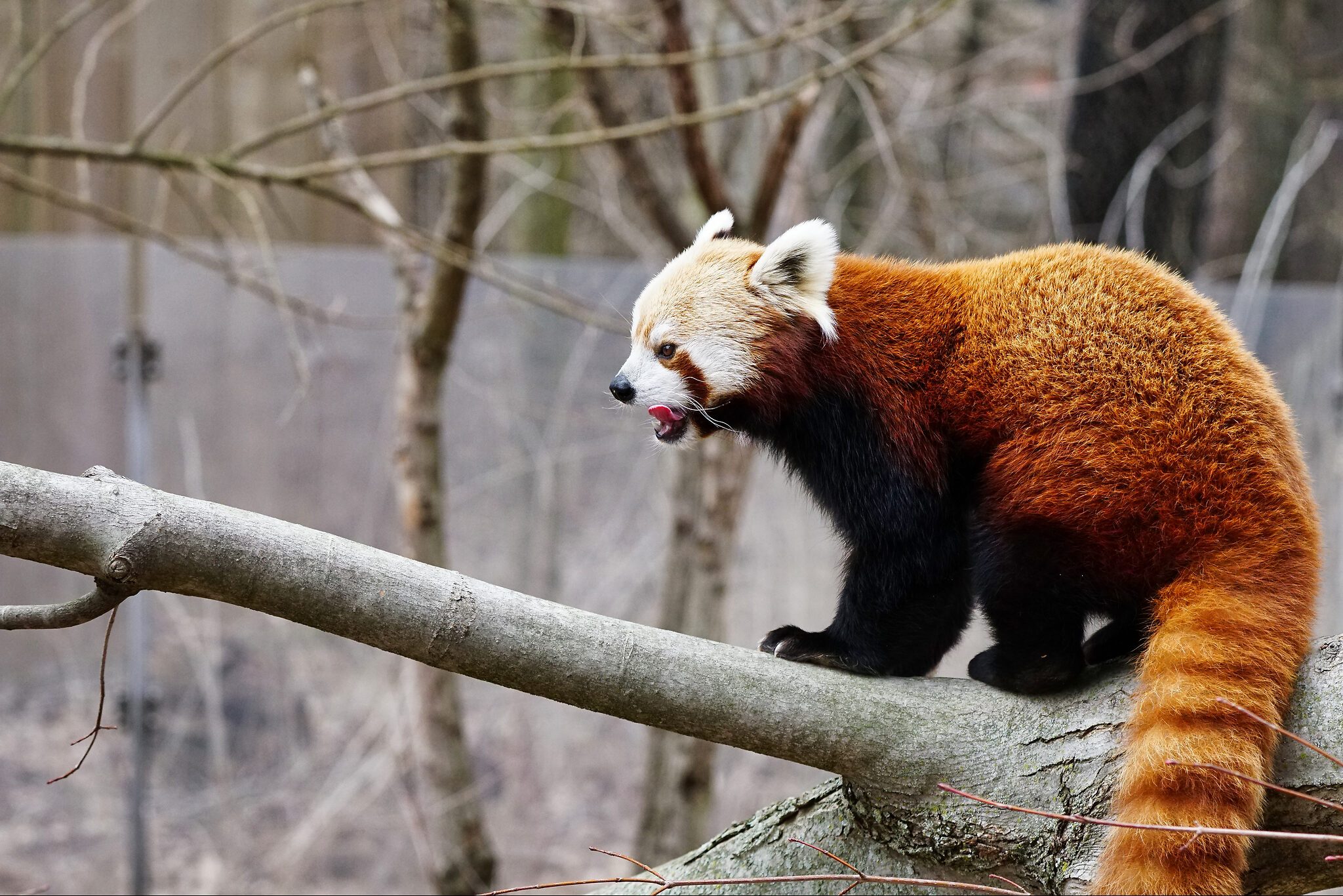 Red Panda.jpg