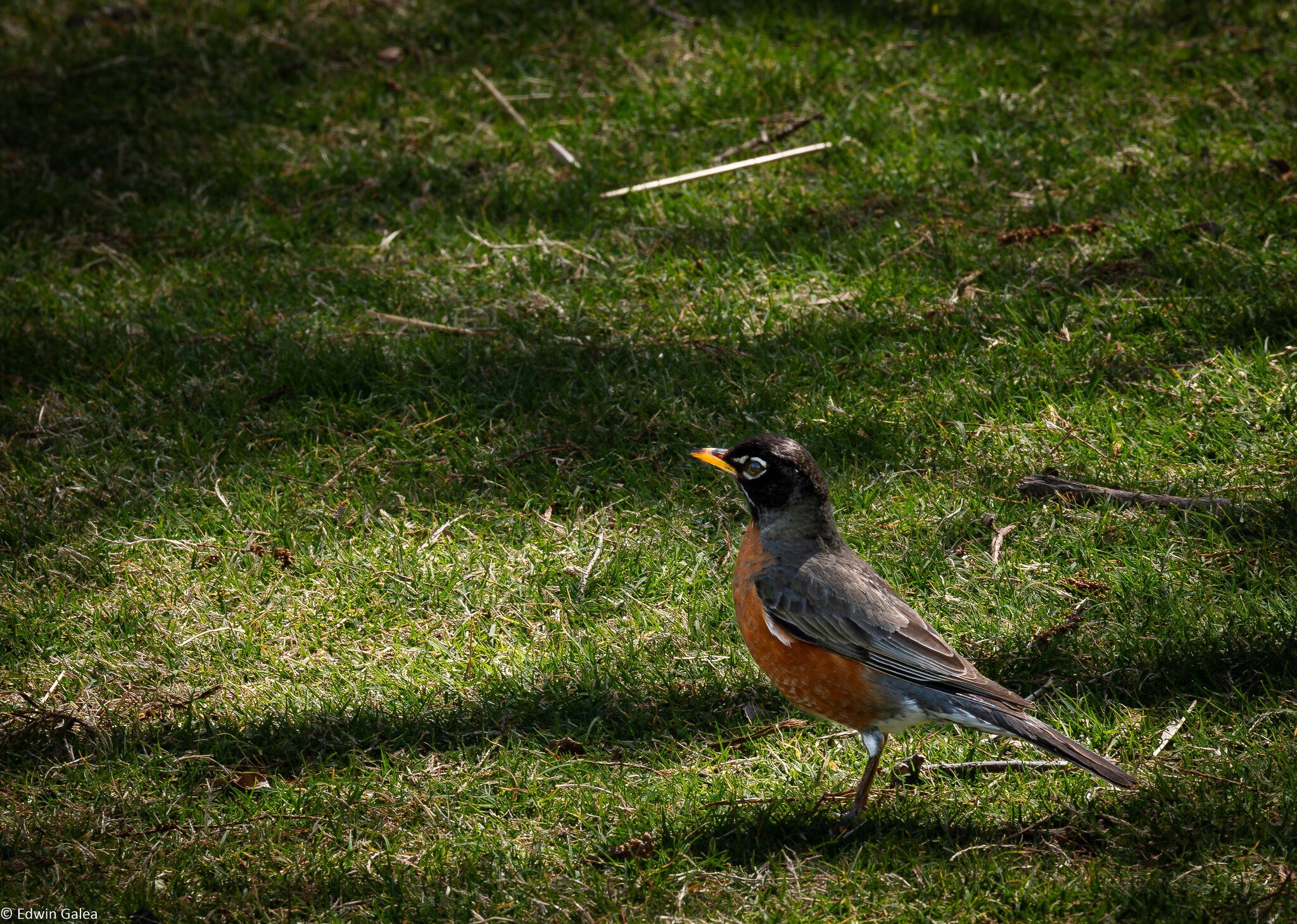 Red Robin Myriad Botanic garden Oklahoma City-1.jpg