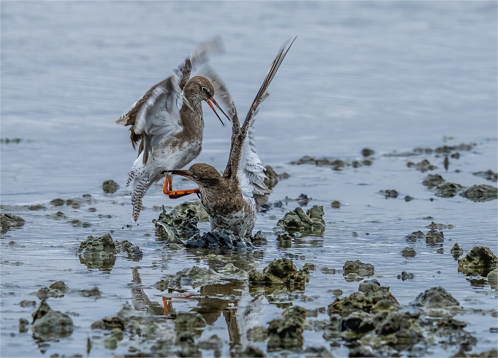 Red Shanks argument