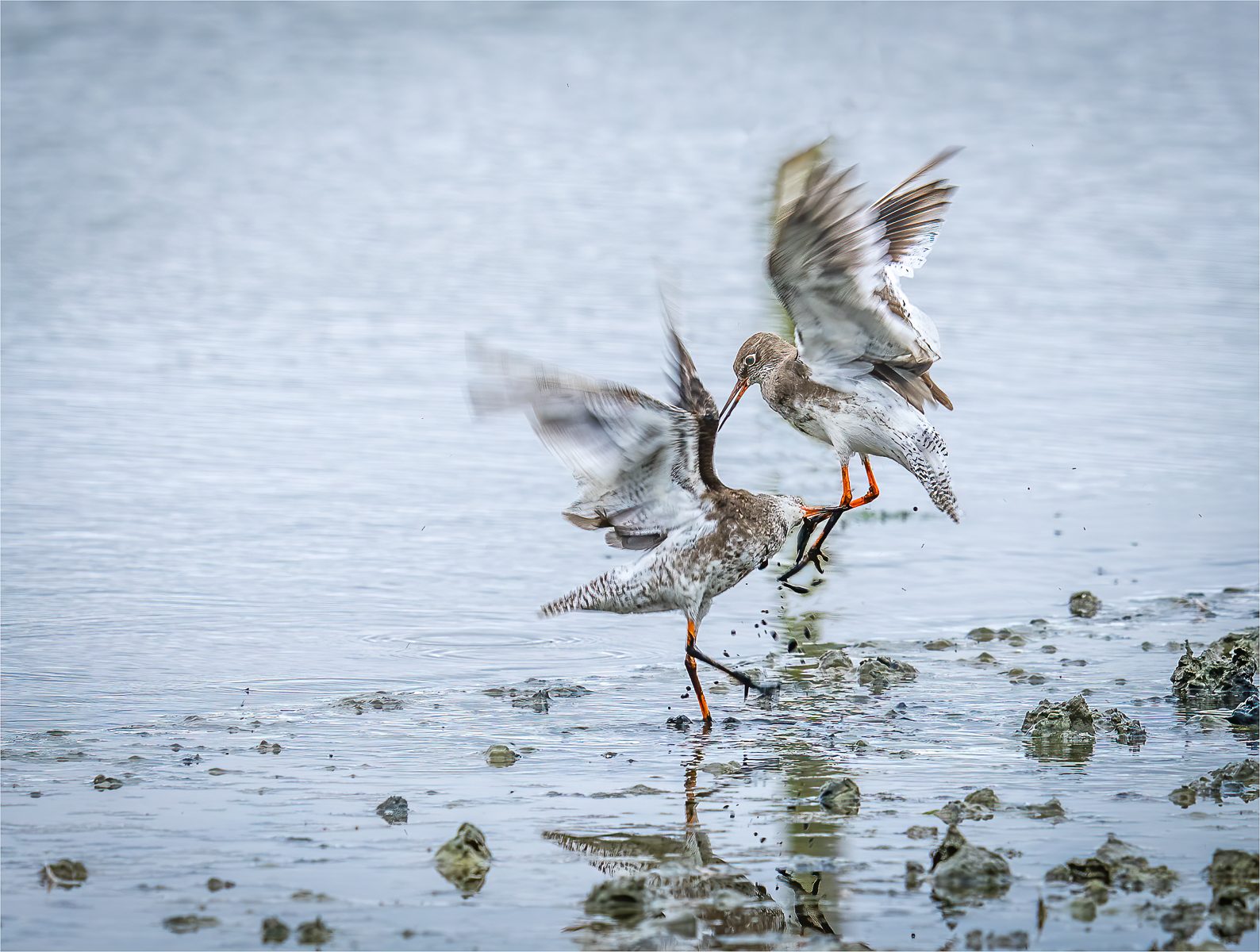 Red Shanks squabble