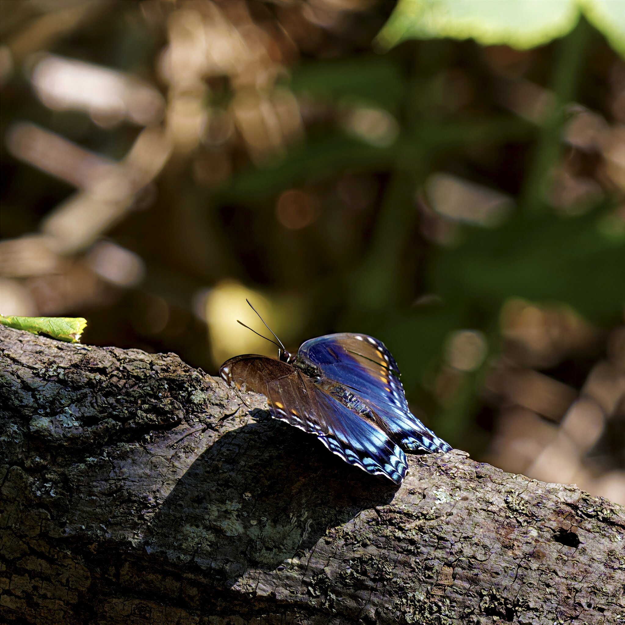 Red-spotted Purple1.jpg