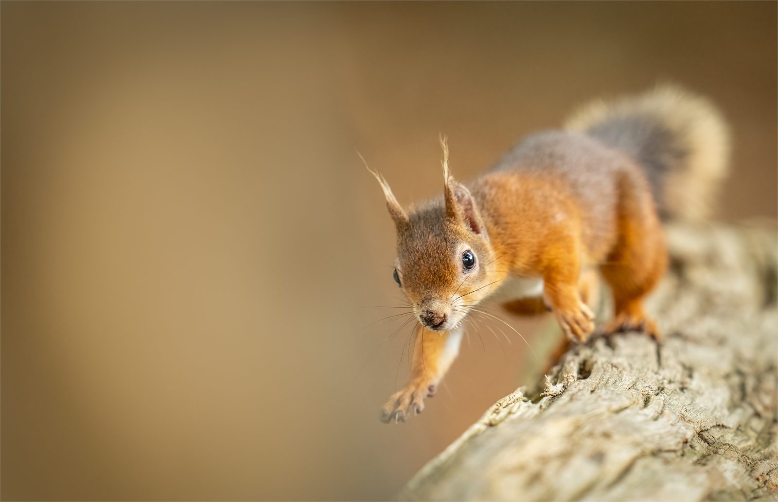 Red Squirrel