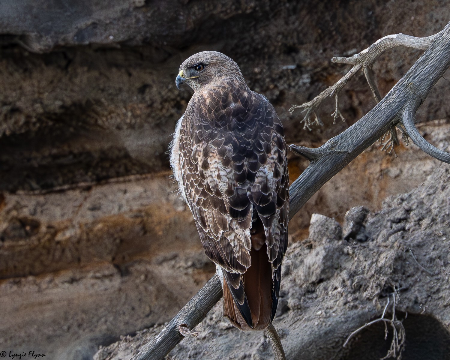Red-tailed Hawk 6501.jpg