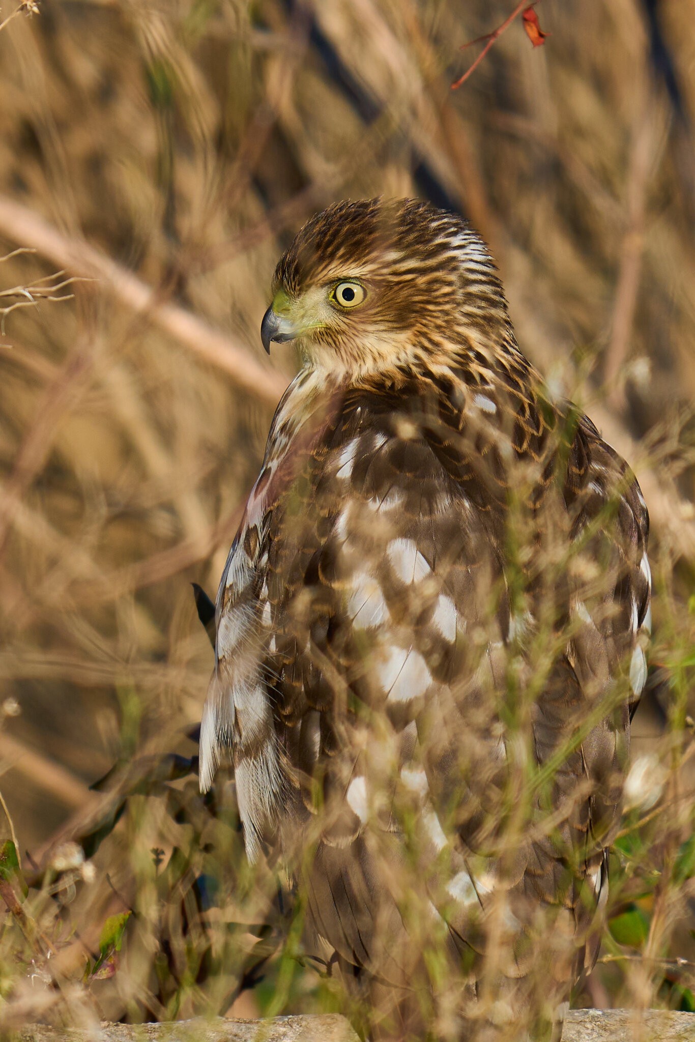 Red Tailed Hawk - BBH NWR - 12262021 - 03.jpg