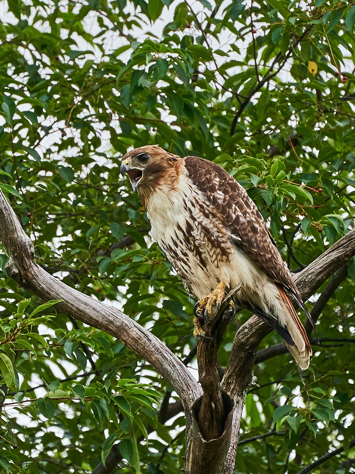 Red-tailed Hawk - BCSP - 007202018 - 03.jpg