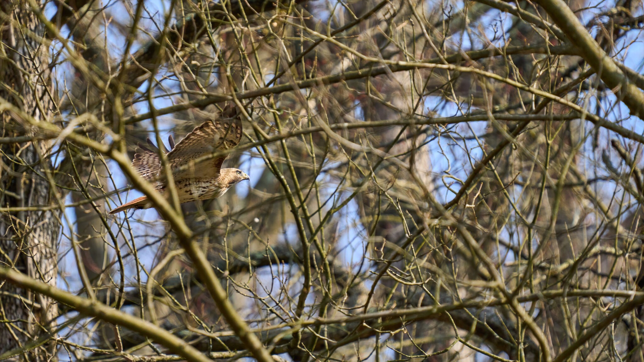 Red Tailed Hawk - BCSP - 02262023 - 01-DN.jpg