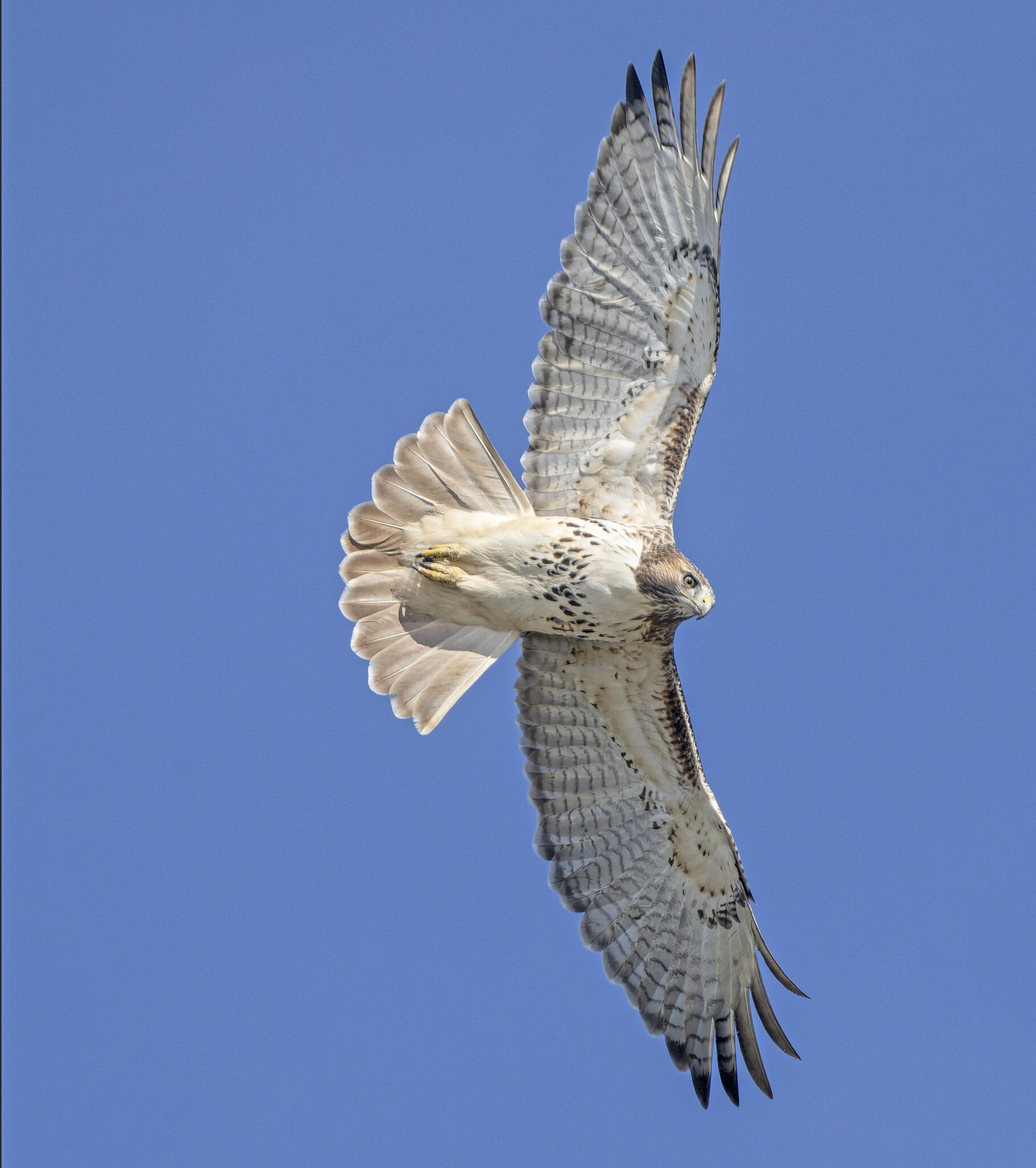 Red-tailed Hawk Flying35.jpg