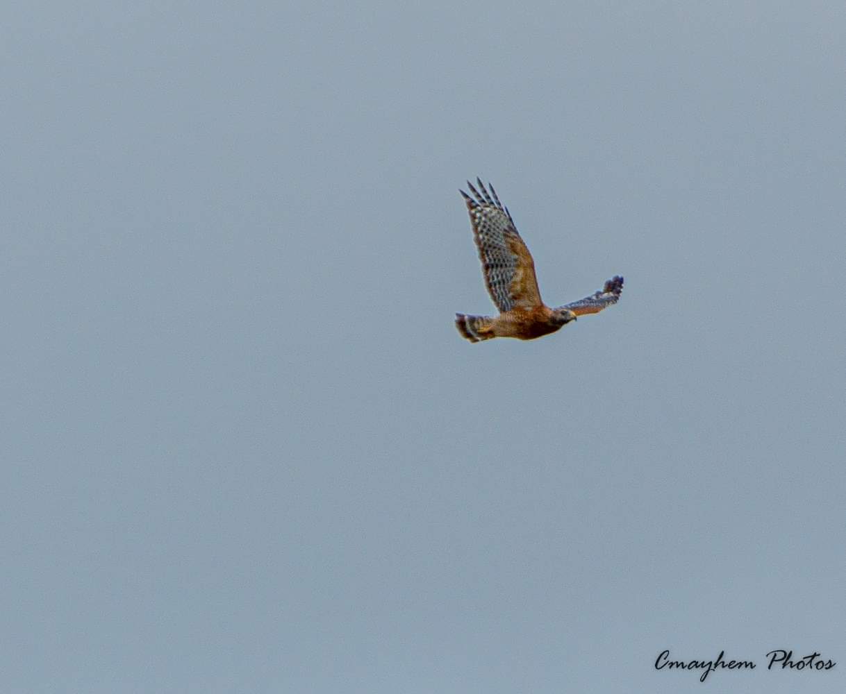 Red tailed hawk