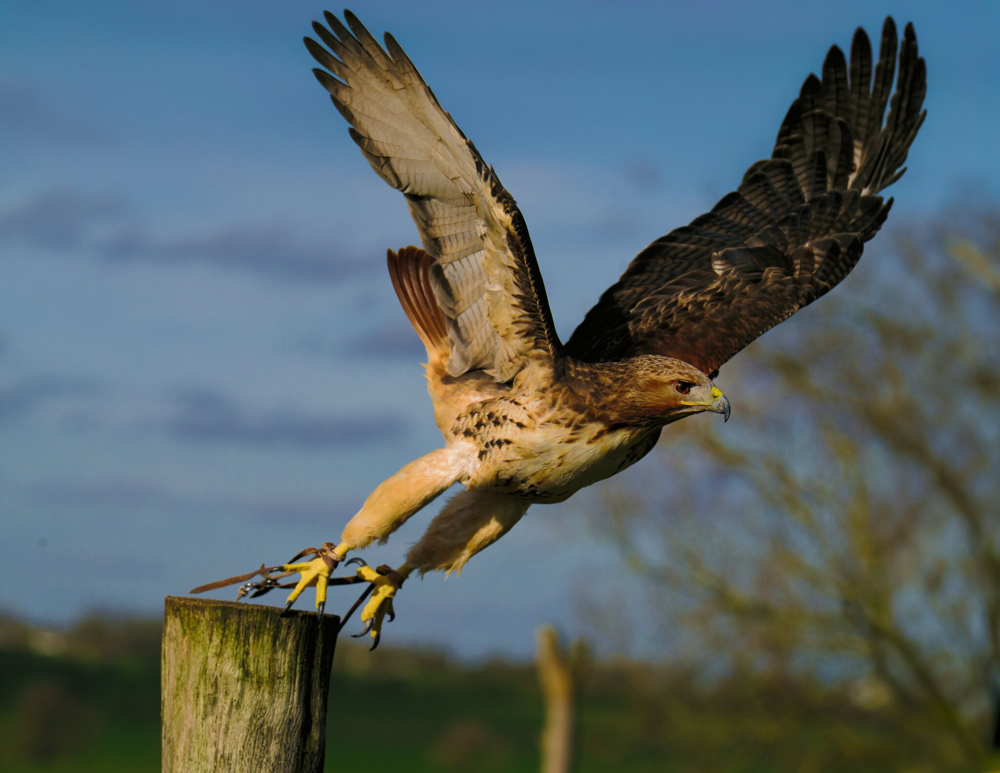 Red Tailed Hawk