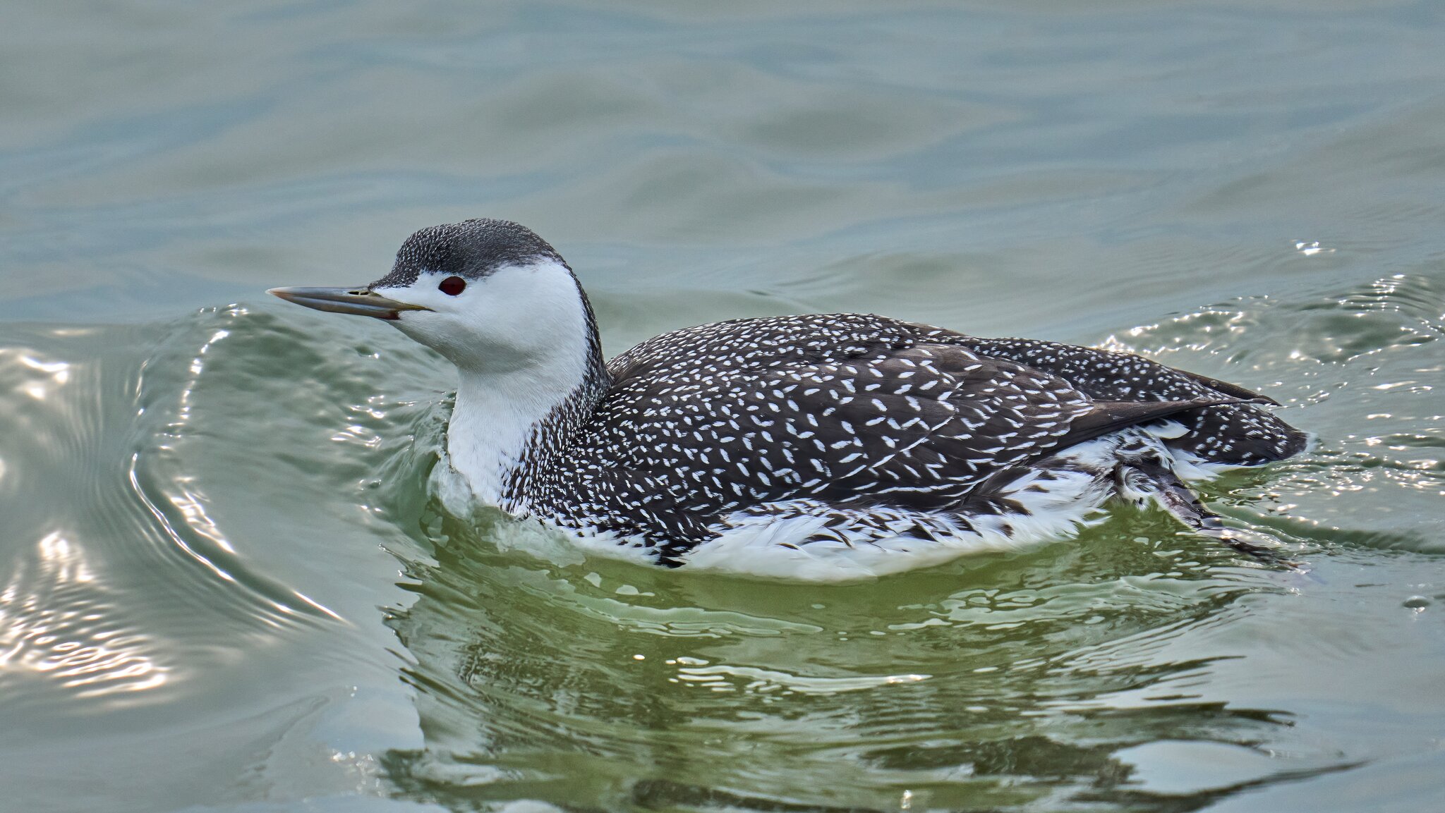 Red-Throated Loon - Barnegat - 02162026 - 02 - DN.jpg