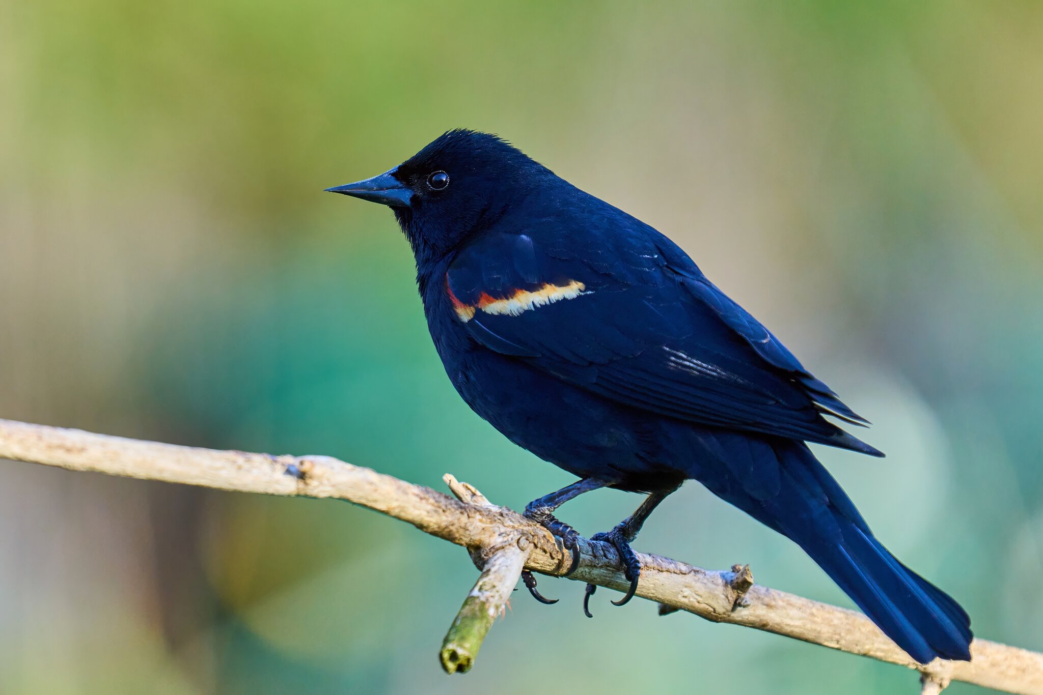 Red-Winged Blackbird - Ashland - 04222024 - 01- DN.jpg