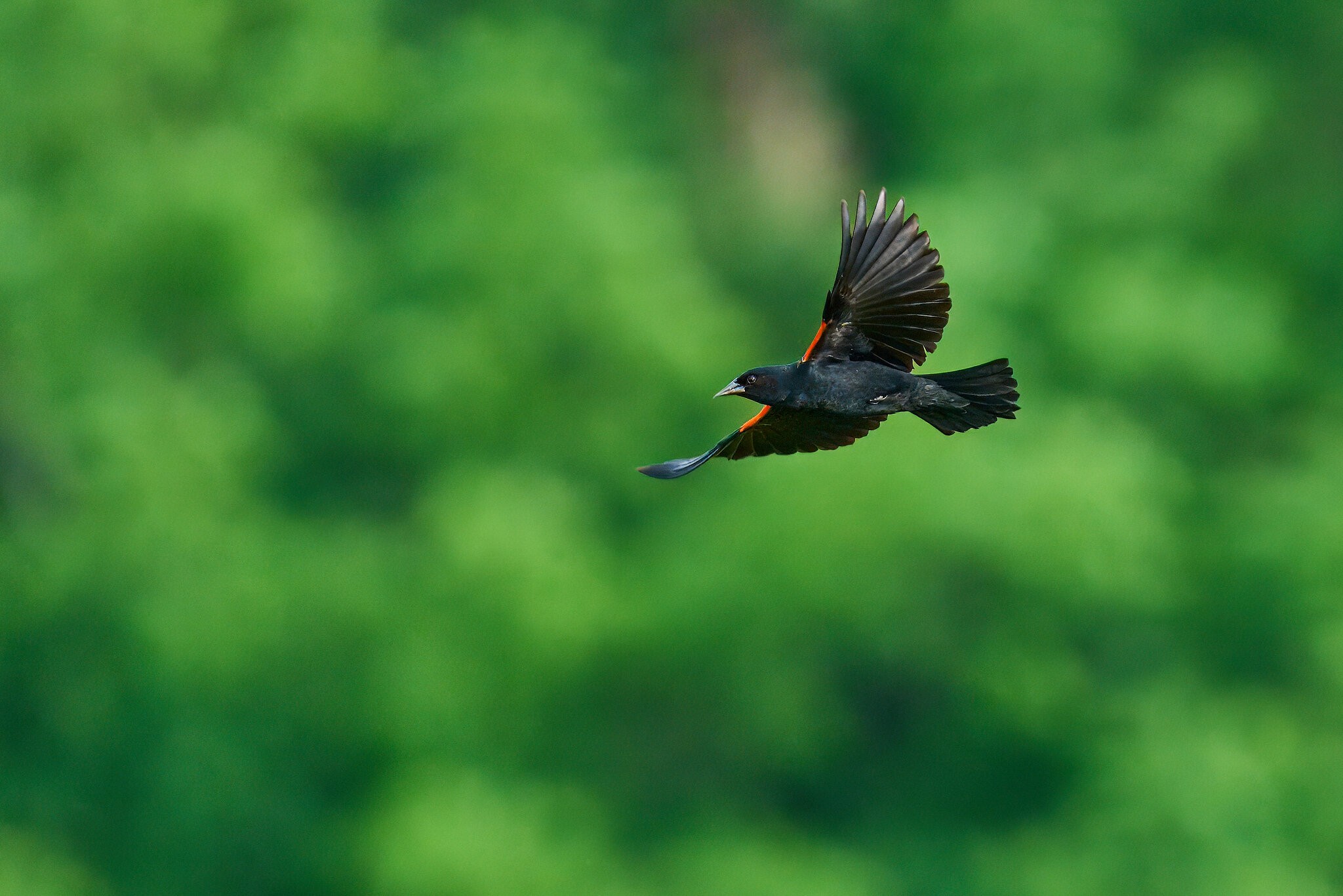 Red-Winged Blackbird - Fair Hill NRMA - 06082025 - 06 - rDN.jpg