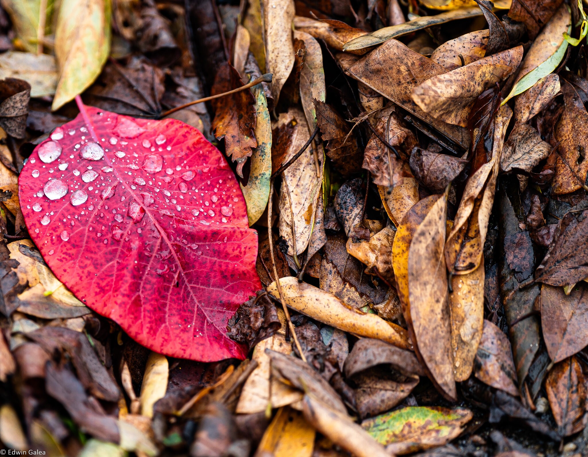 red_leaf-1.jpg