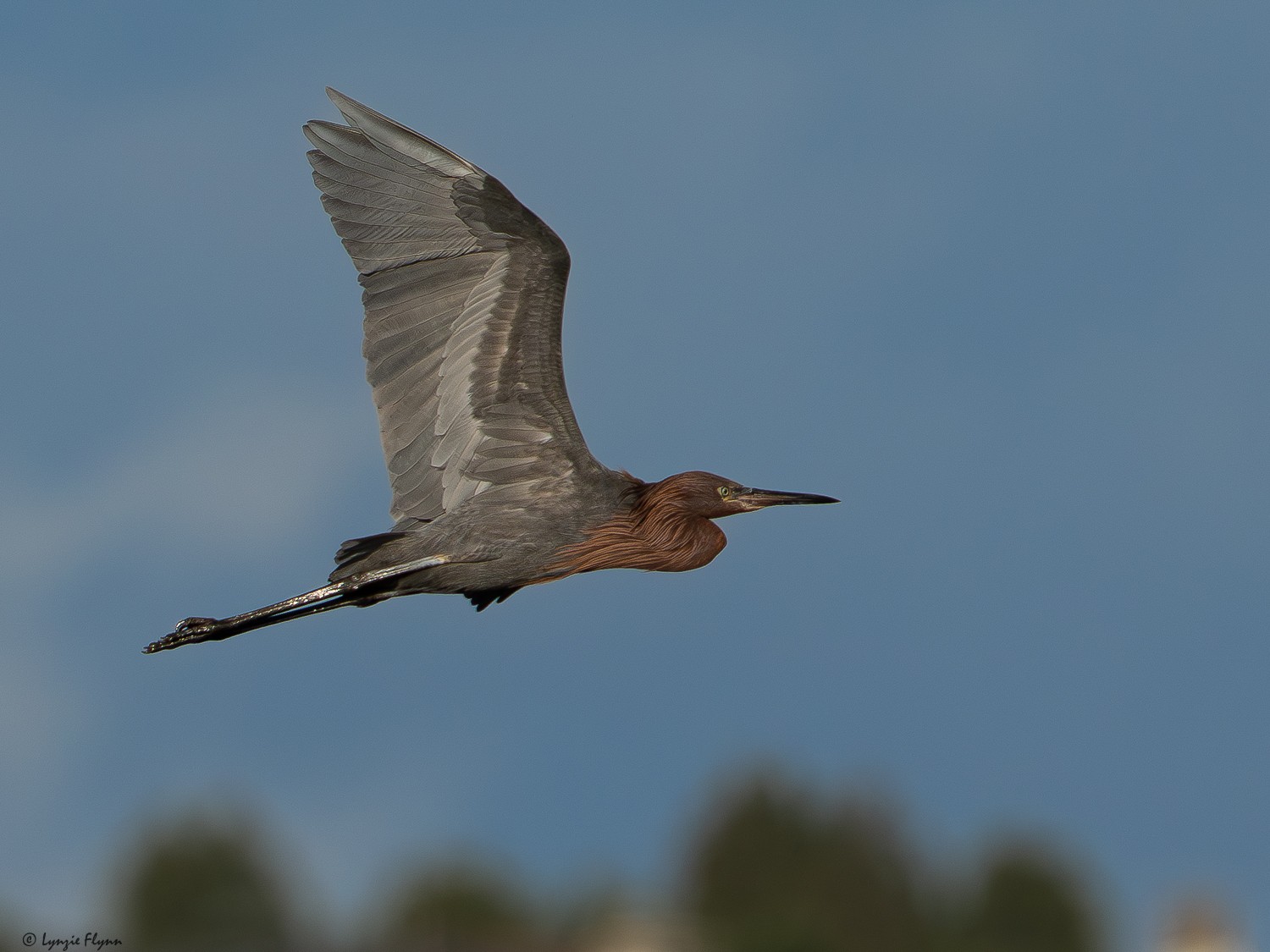 Reddish Egret 3384.jpg