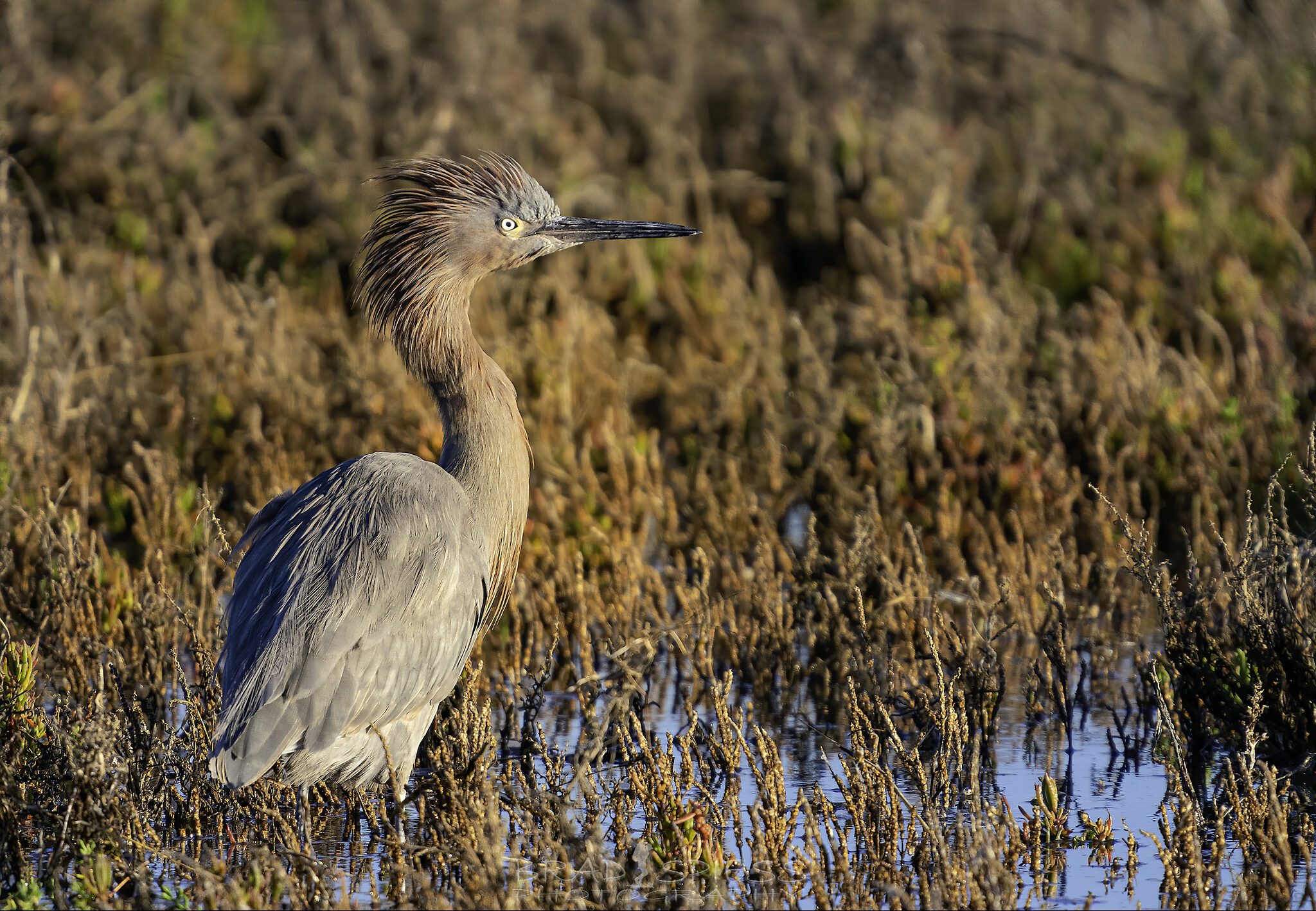 reddish egret plume 3-.jpg