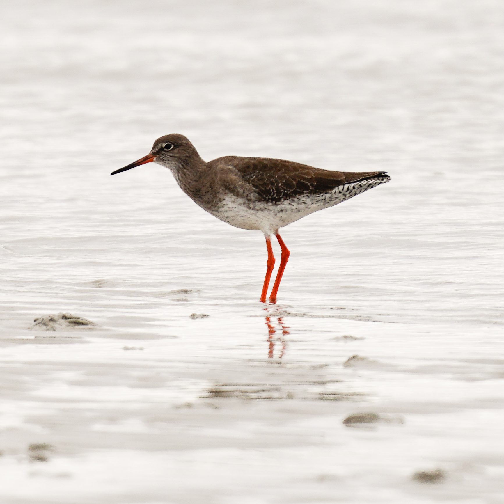 Redshank_DSC1323.jpg