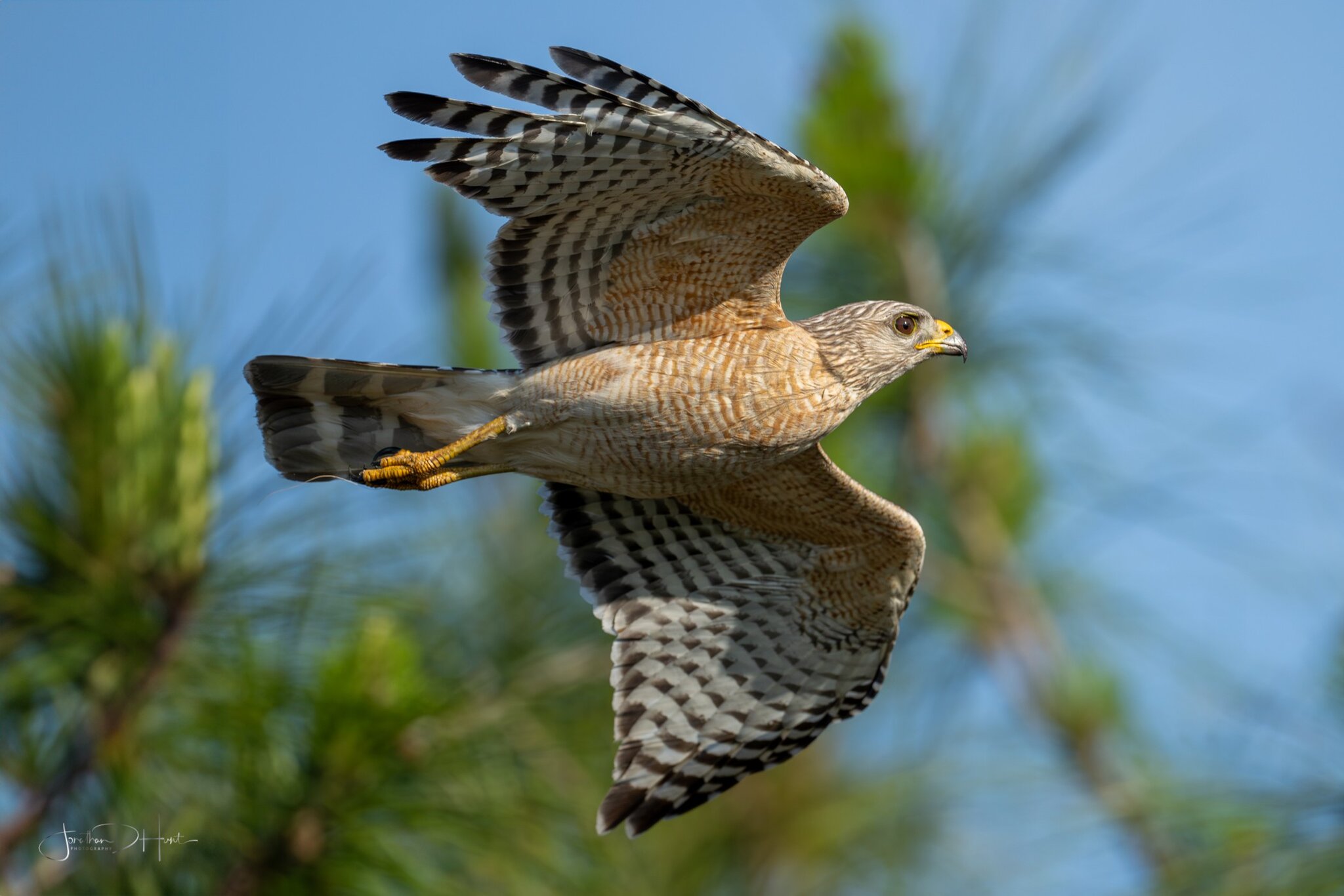 Redshouldered Hawk 10 Apr 2024.jpg