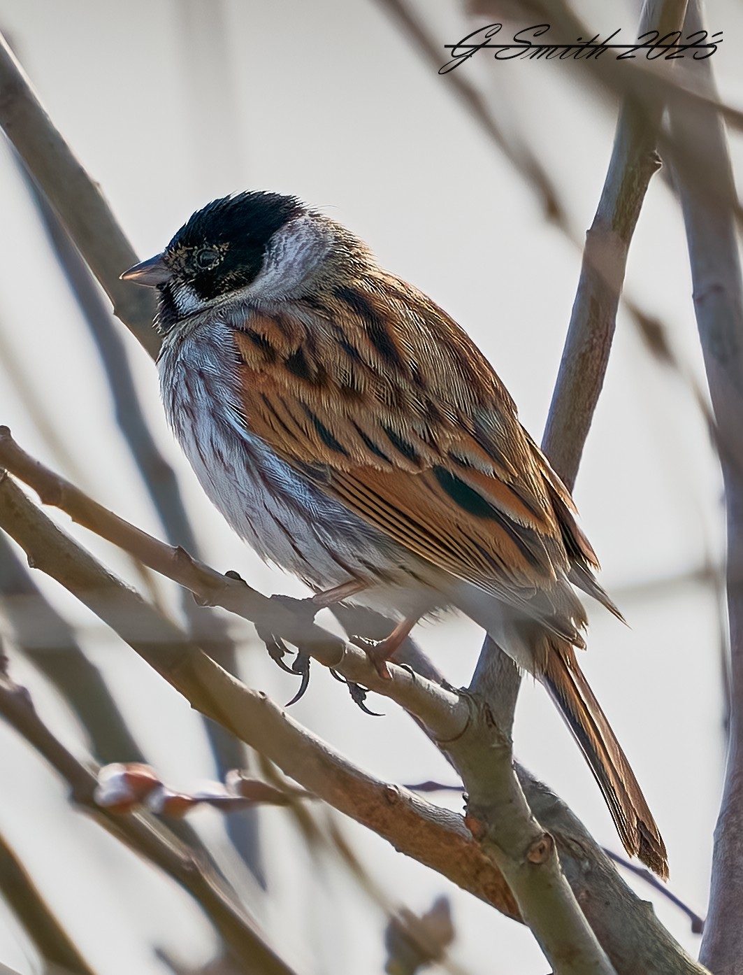 reed bunting 2023 1.jpg