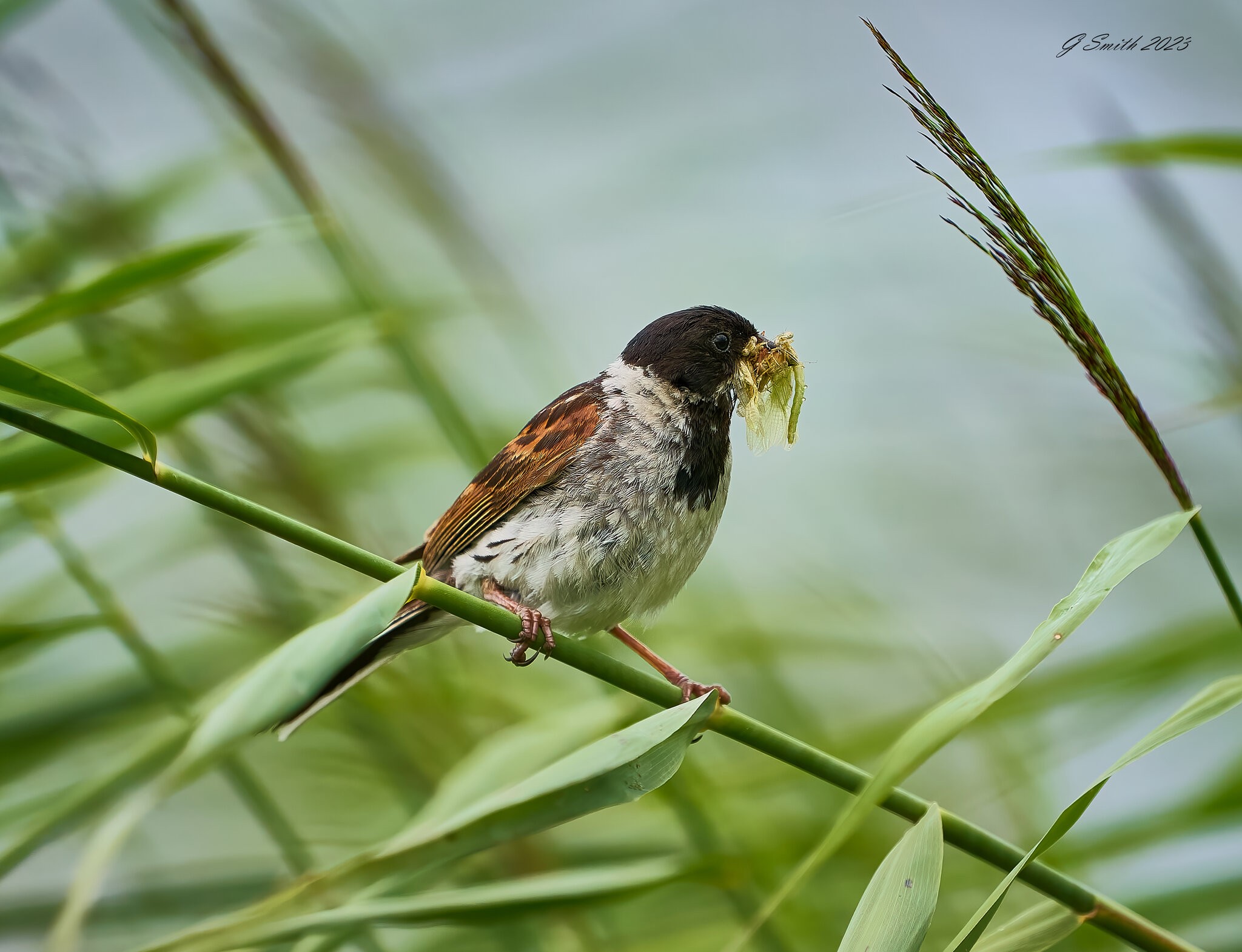  reed bunting 2023 1.jpg