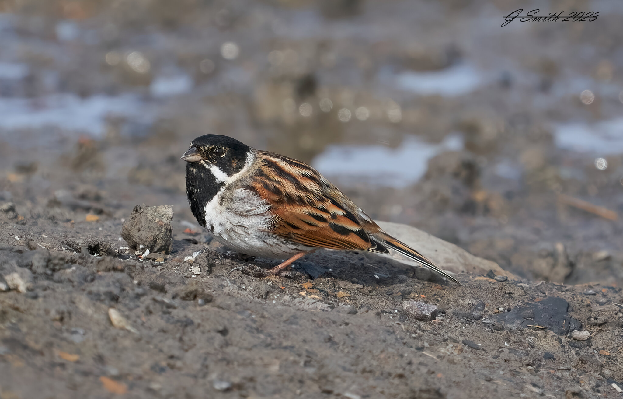 reed bunting 2023 2.jpg