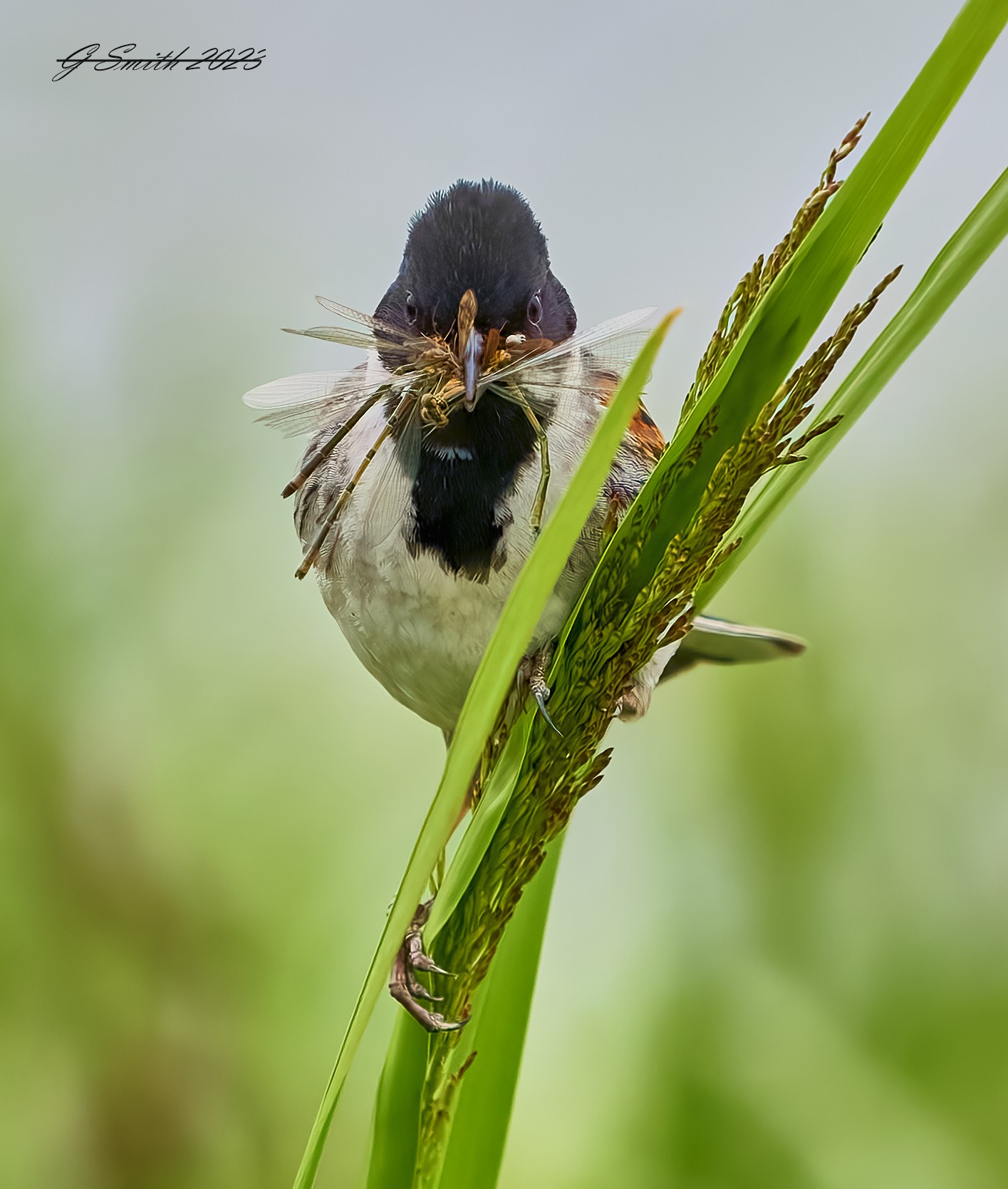 reed bunting 2023 22.jpg