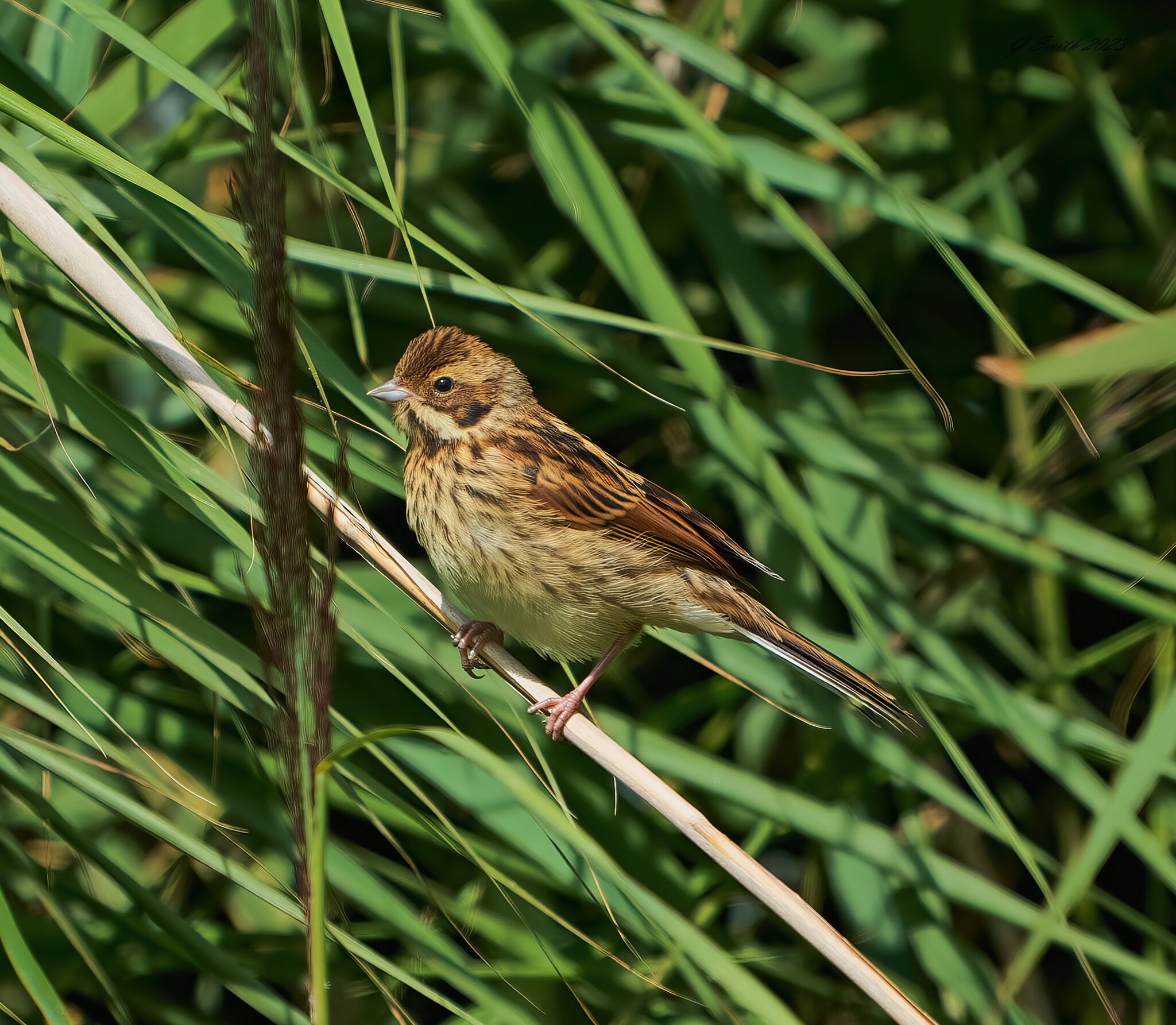 reed bunting 2023 33.jpg