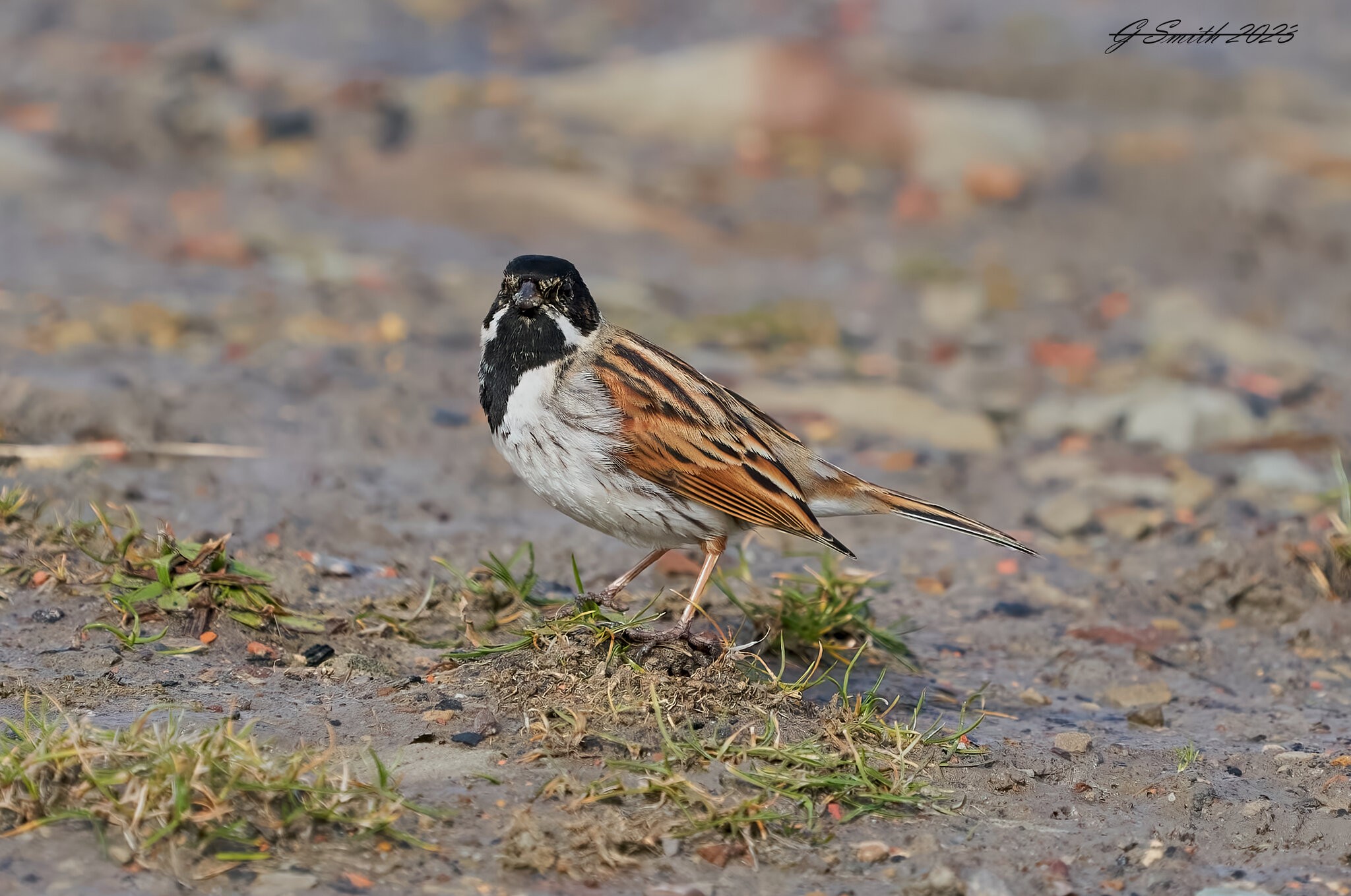 reed bunting 2023 4.jpg