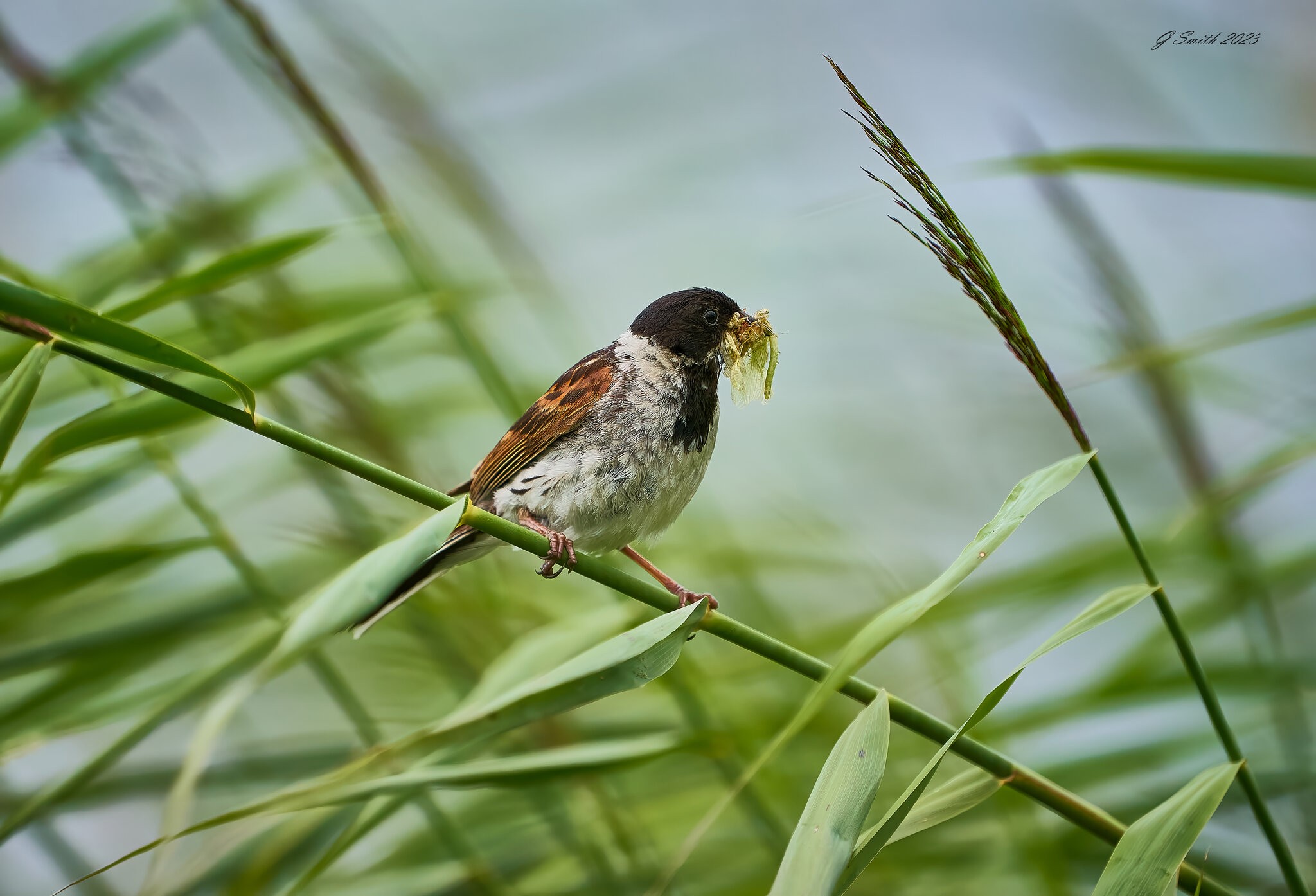  reed bunting 2023.jpg