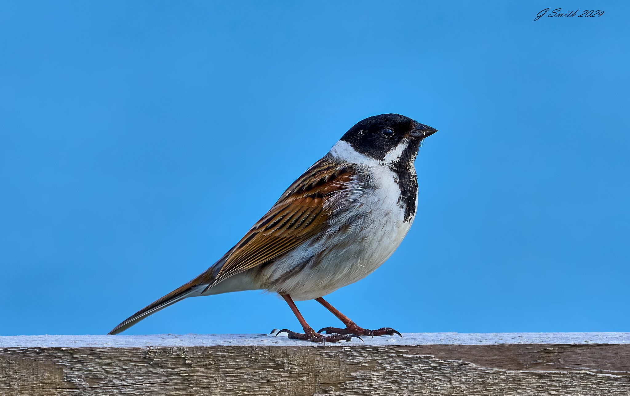 reed bunting 2024 4.jpg