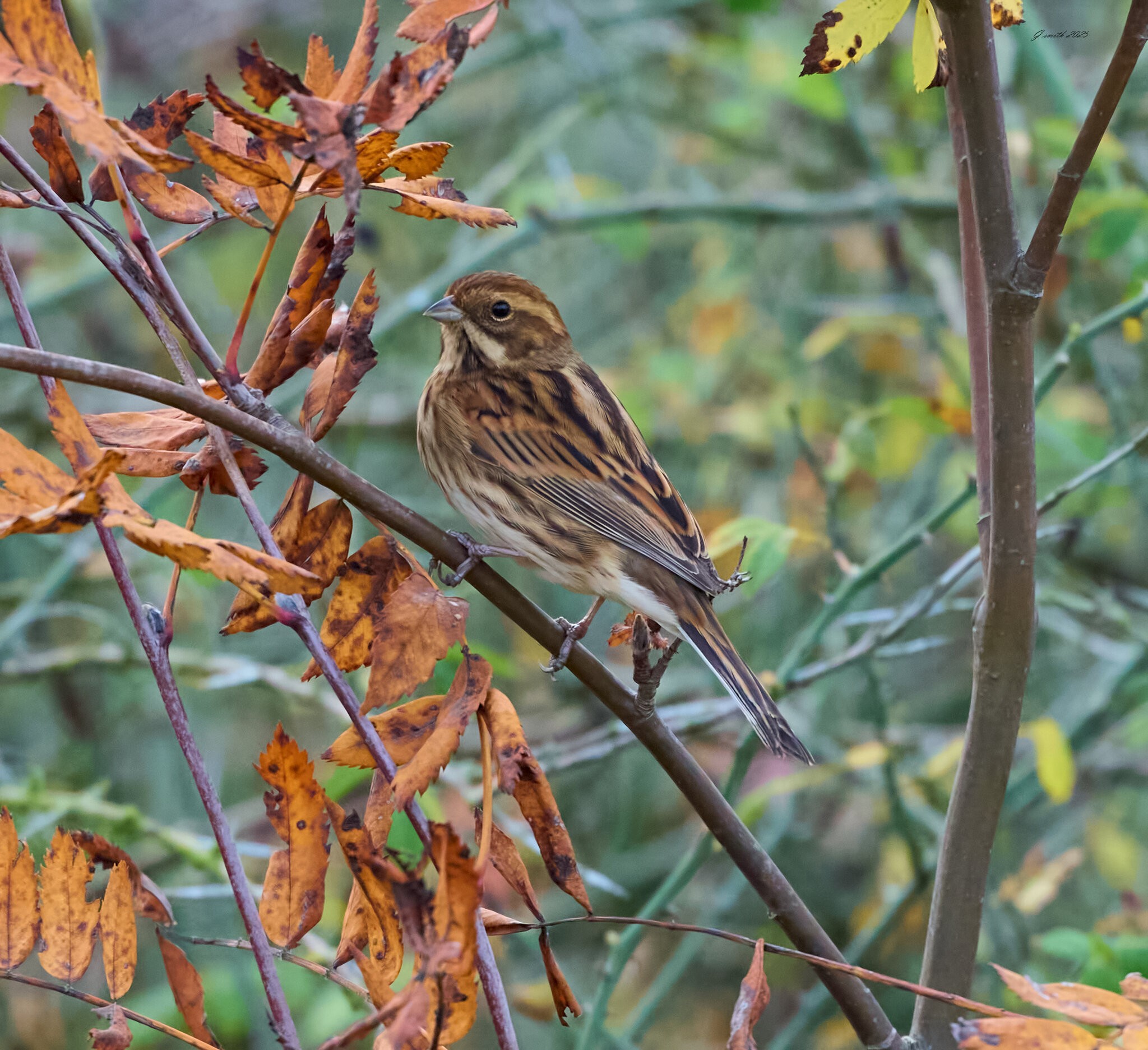 reed bunting 2025-45.jpg