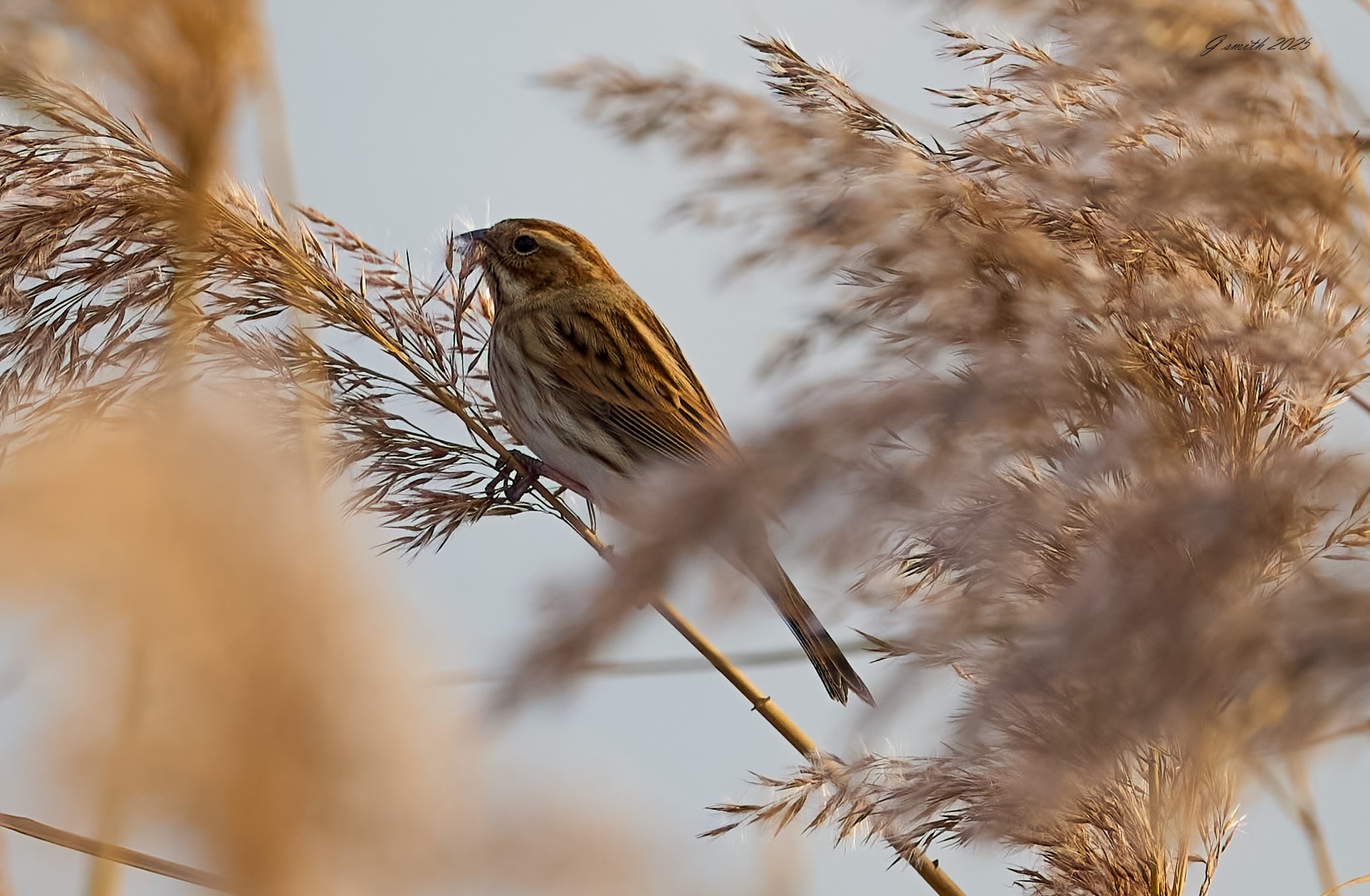 reed bunting 2025_62.jpg