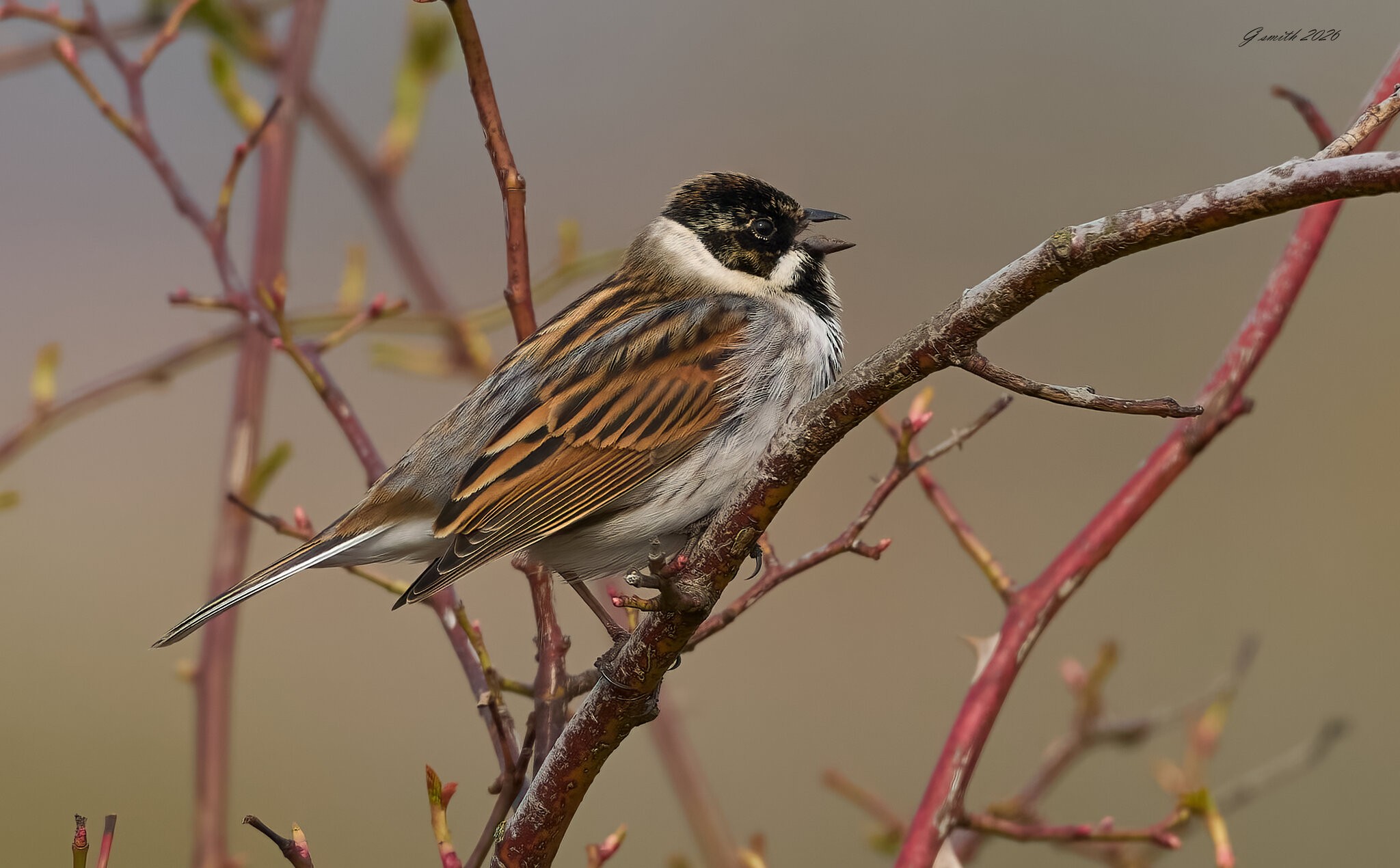 reed bunting 2026 16.jpg
