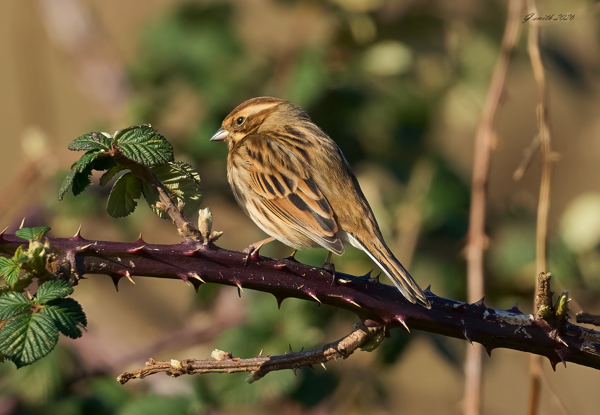 reed bunting 2026_5.jpg