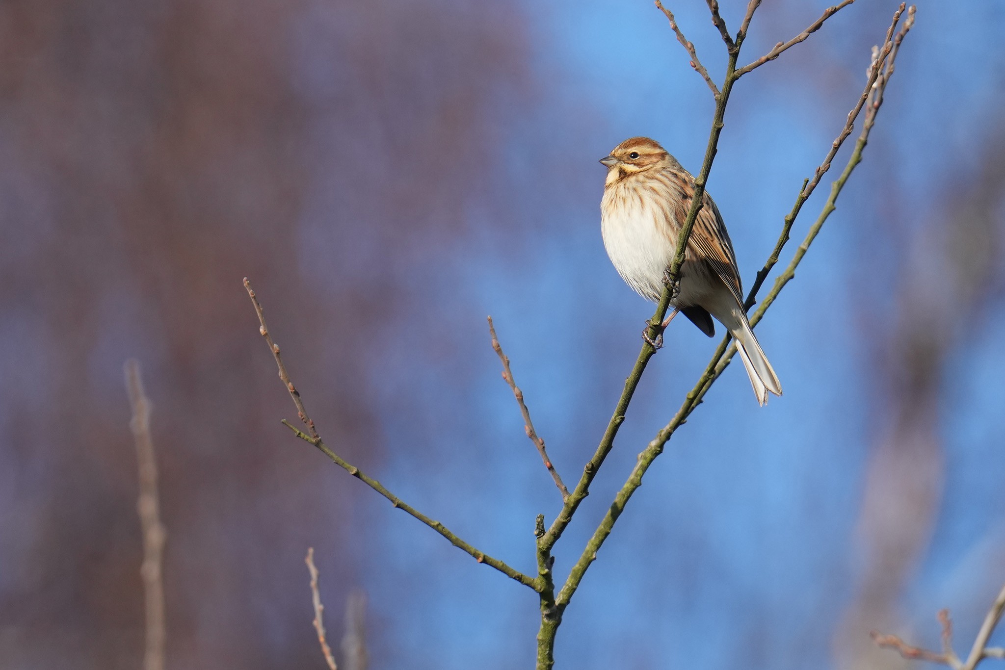 reed-bunting-DSC09168-2048px.jpg